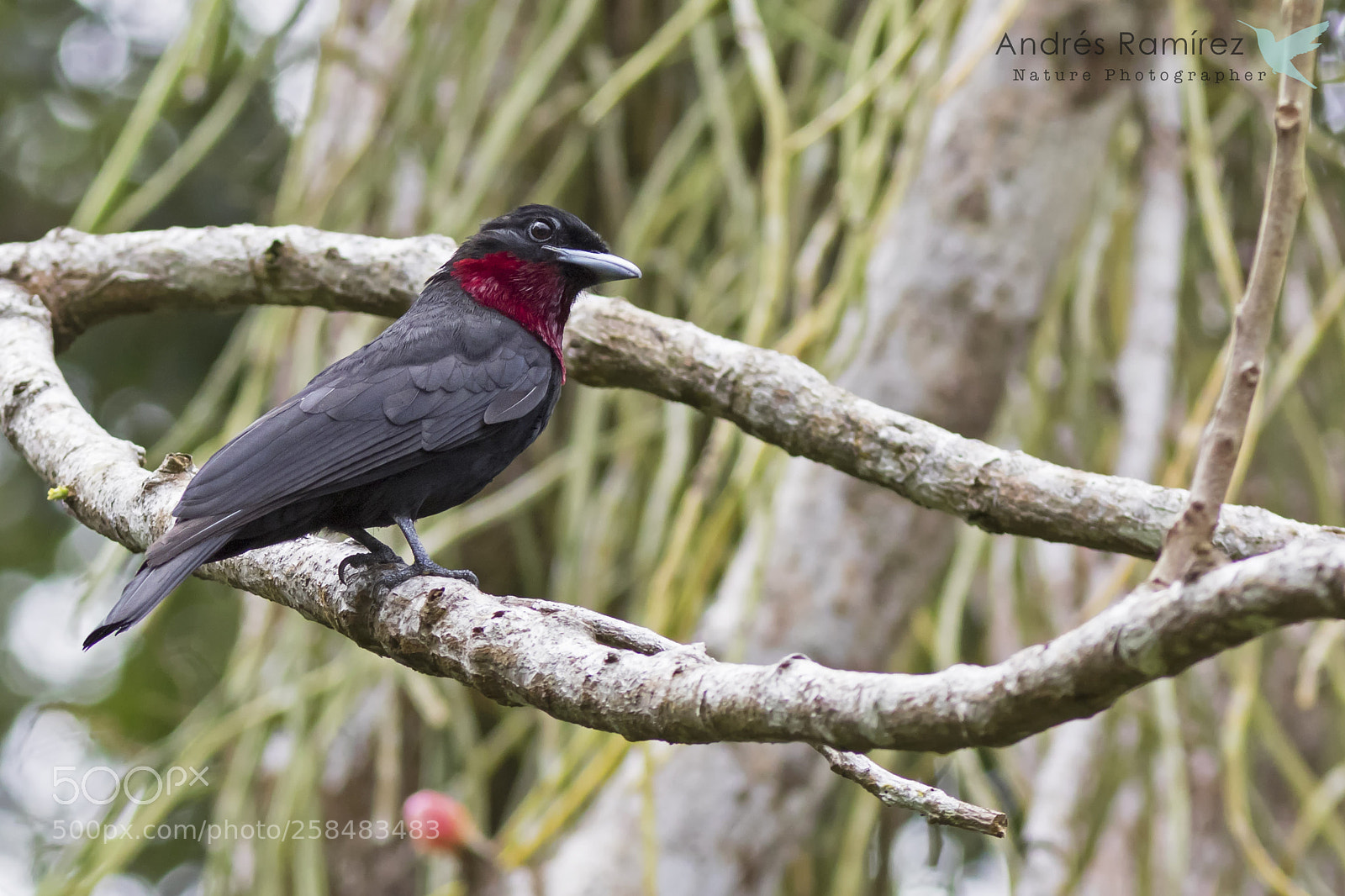 Canon EOS 7D Mark II sample photo. Purple-throated fruitcrow (querula purpurata) photography