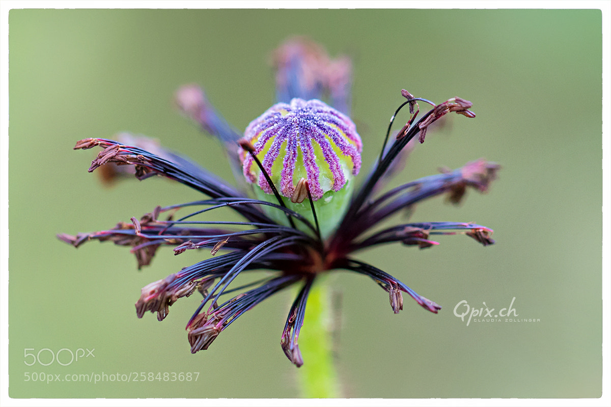 Canon EOS 80D sample photo. Mohnblume – poppy photography