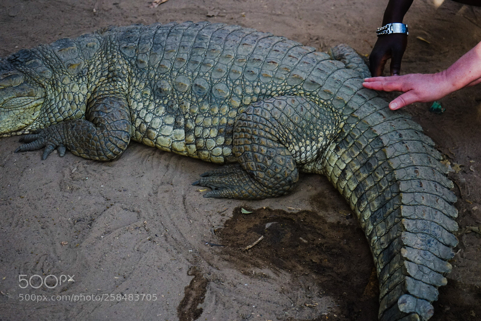 Sony a7 II sample photo. Crocodilepool photography
