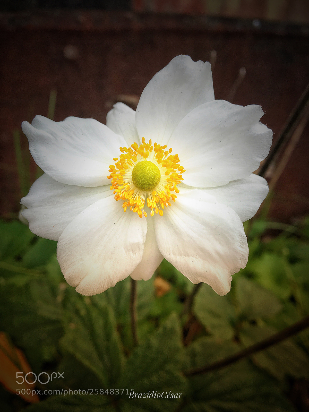 Apple iPhone 6s sample photo. Untitled photography