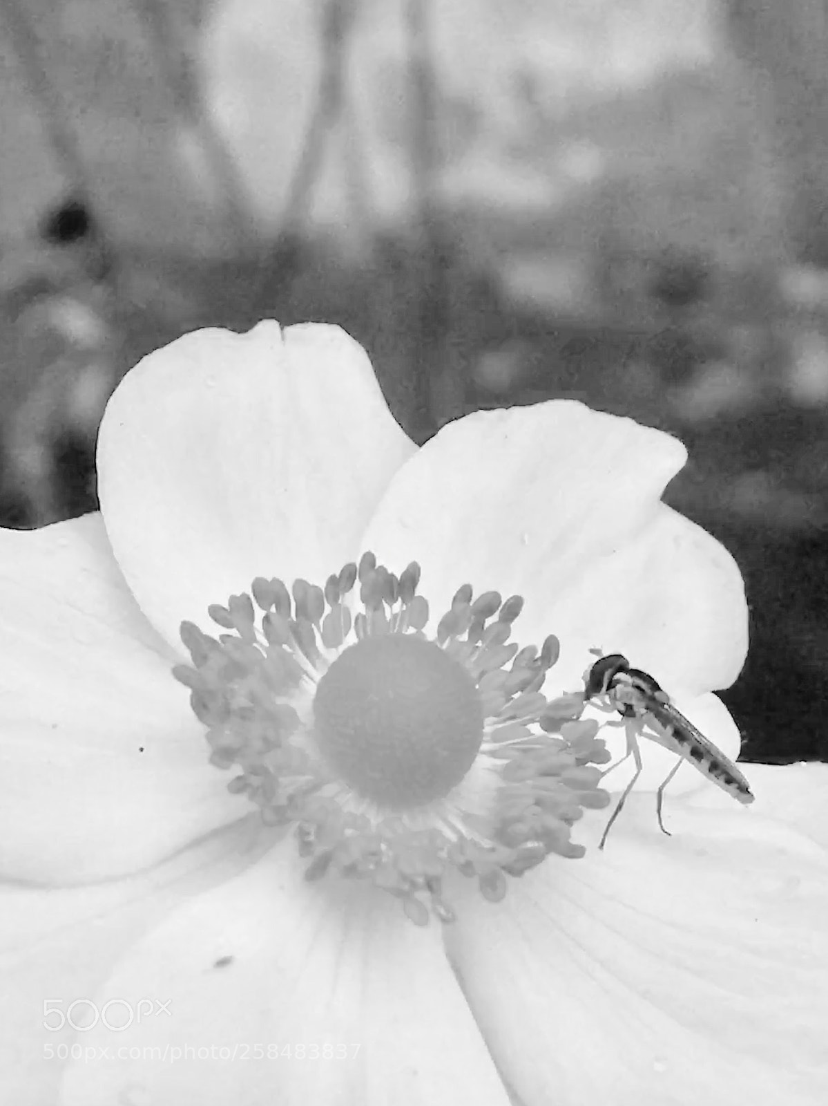 Apple iPhone 6s sample photo. Untitled photography