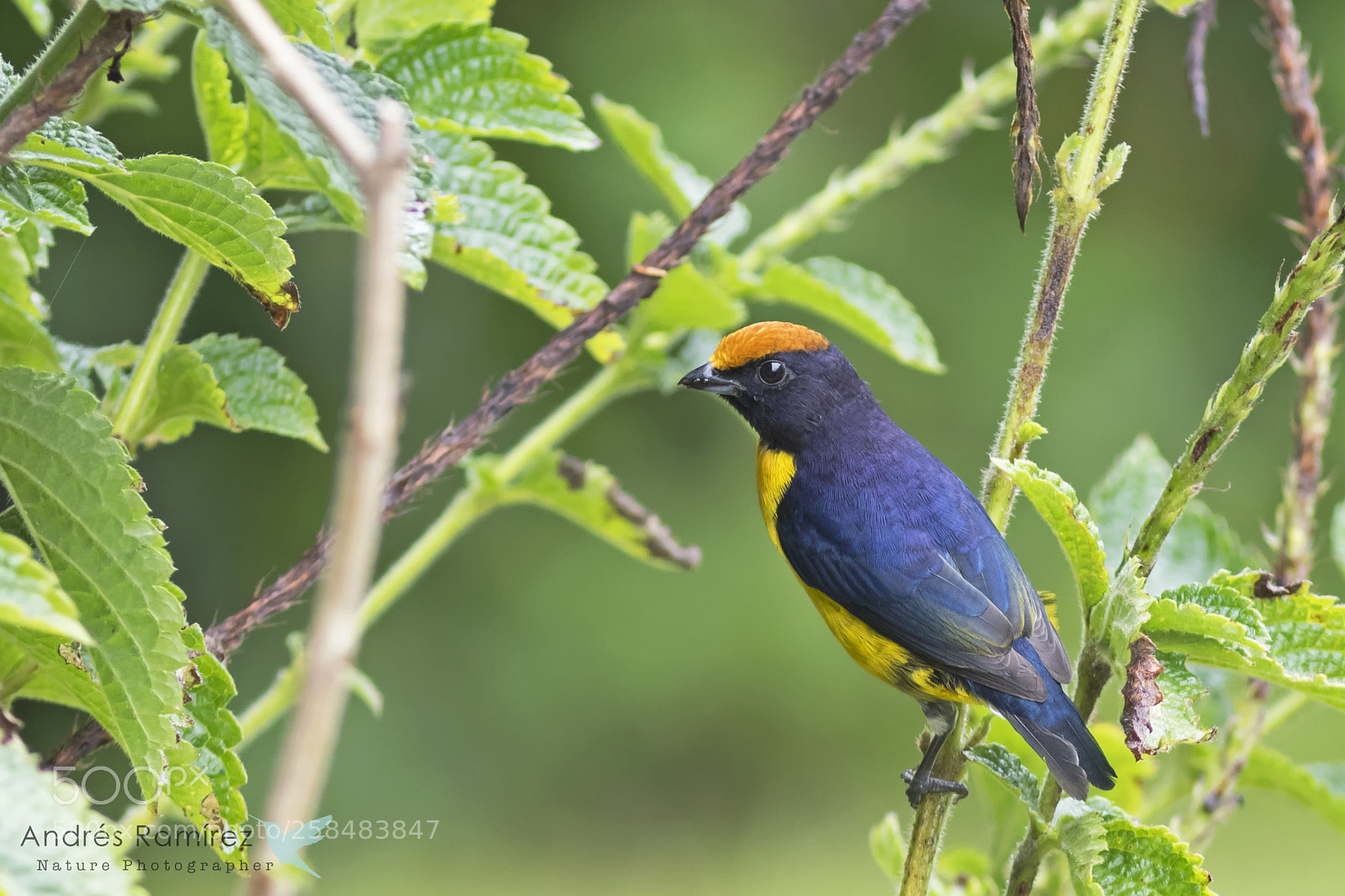 Canon EOS 7D Mark II sample photo. Tawny-capped euphonia (euphonia anneae) photography