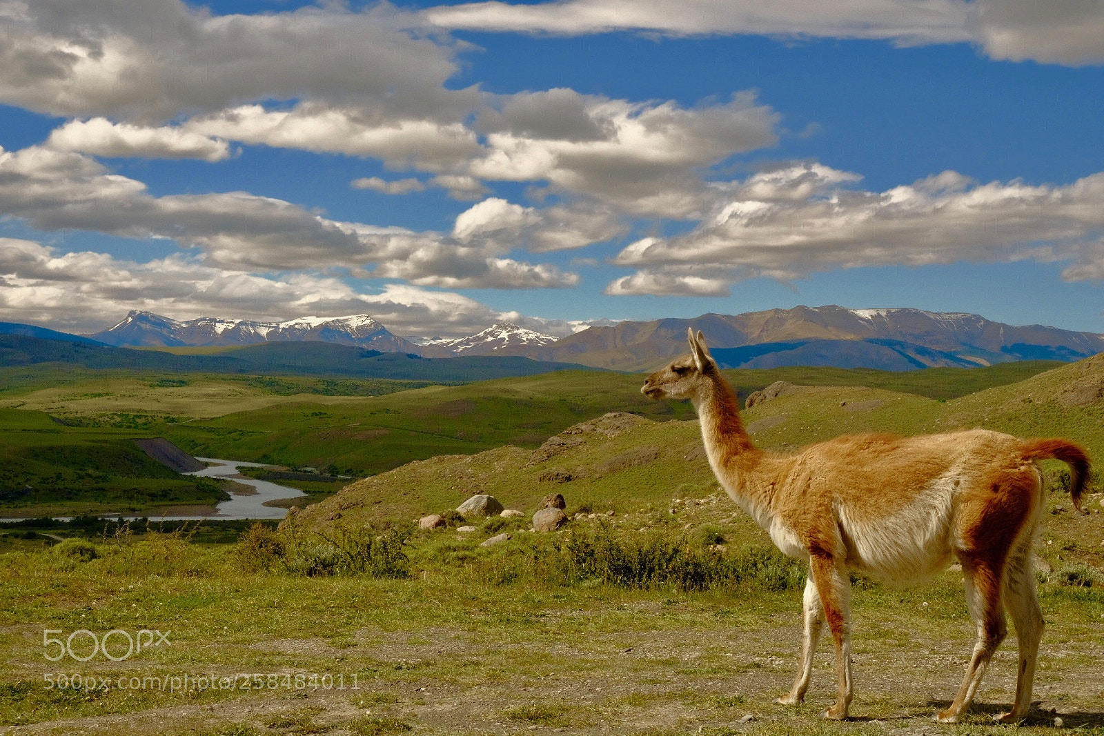 Fujifilm X-T2 sample photo. Guanaco looking over torres photography