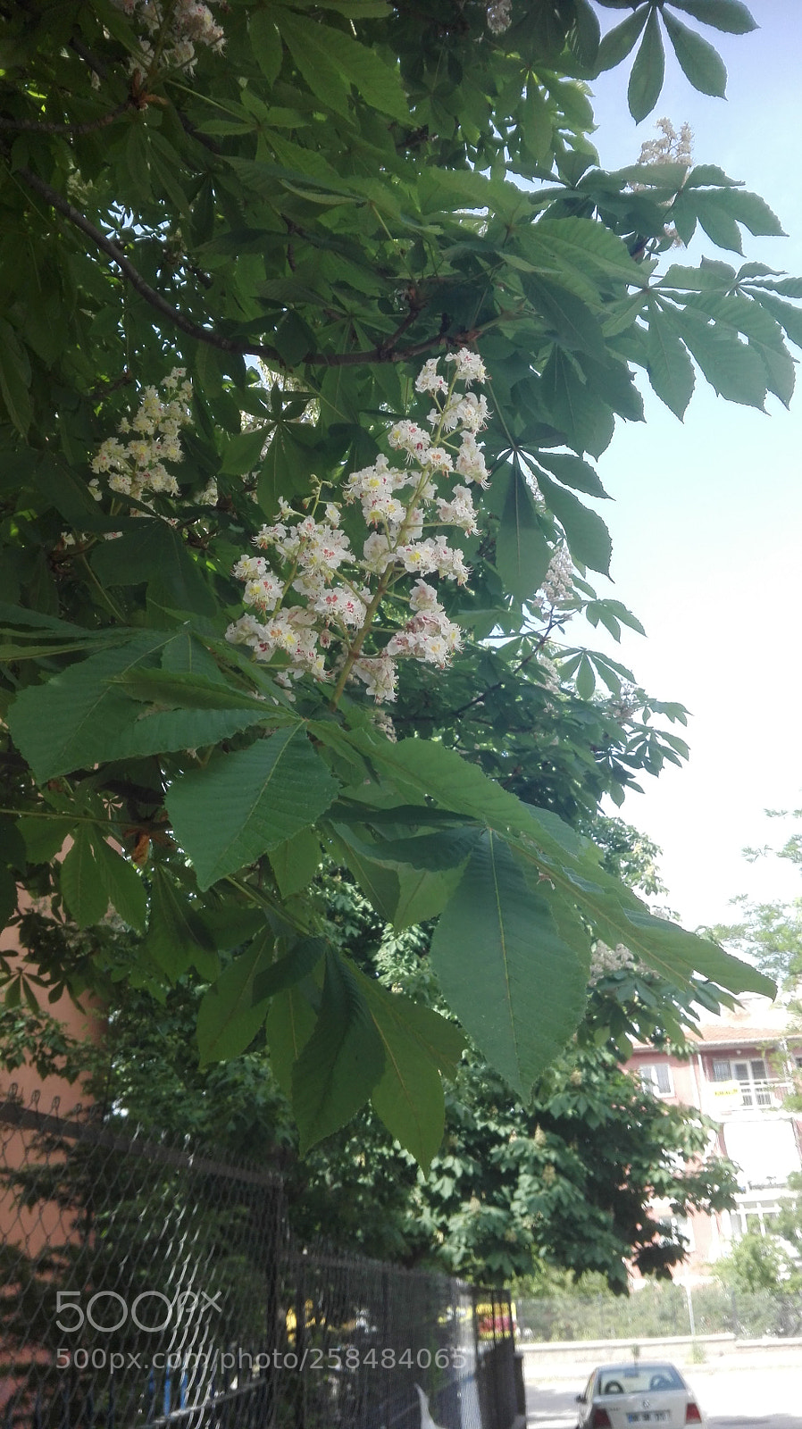 HUAWEI P8 Lite sample photo. Conic blooming tree photography