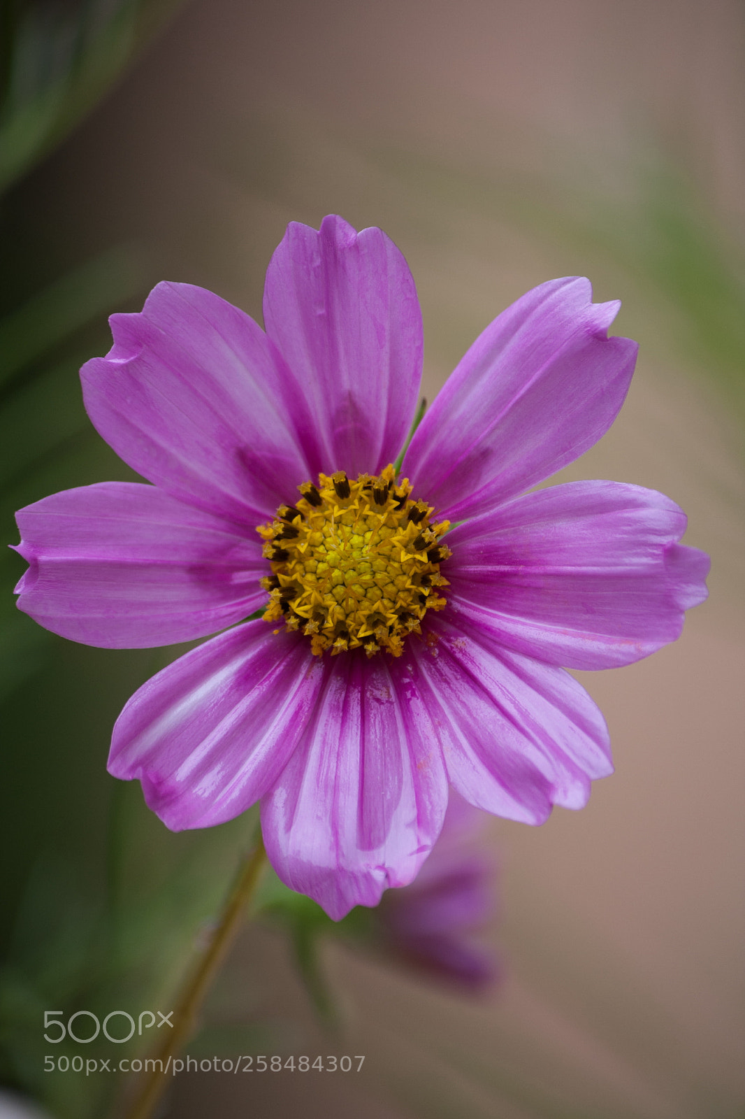 Canon EOS 40D sample photo. Under the rain cosmos! photography