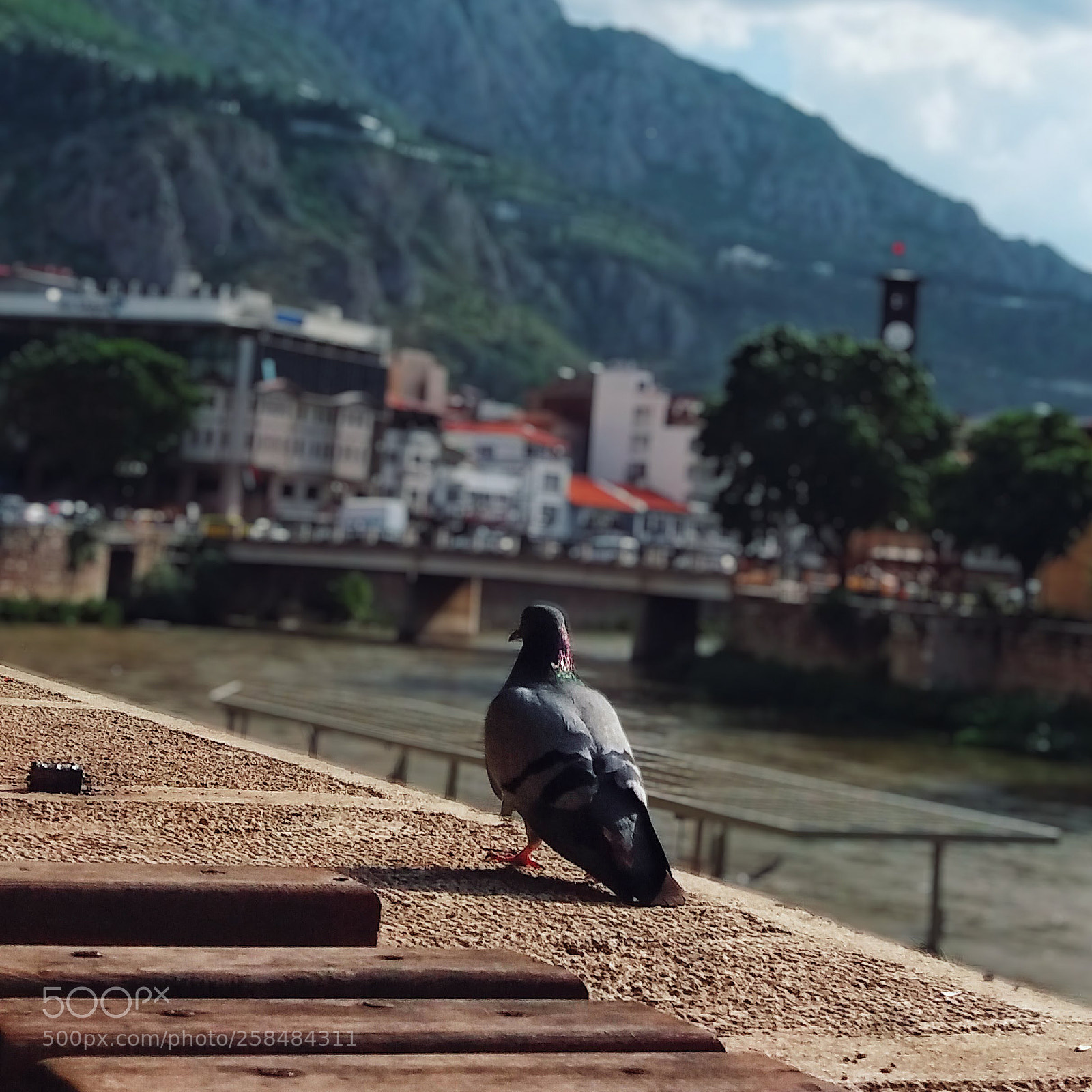 Samsung Galaxy J5 sample photo. Pigeon photography