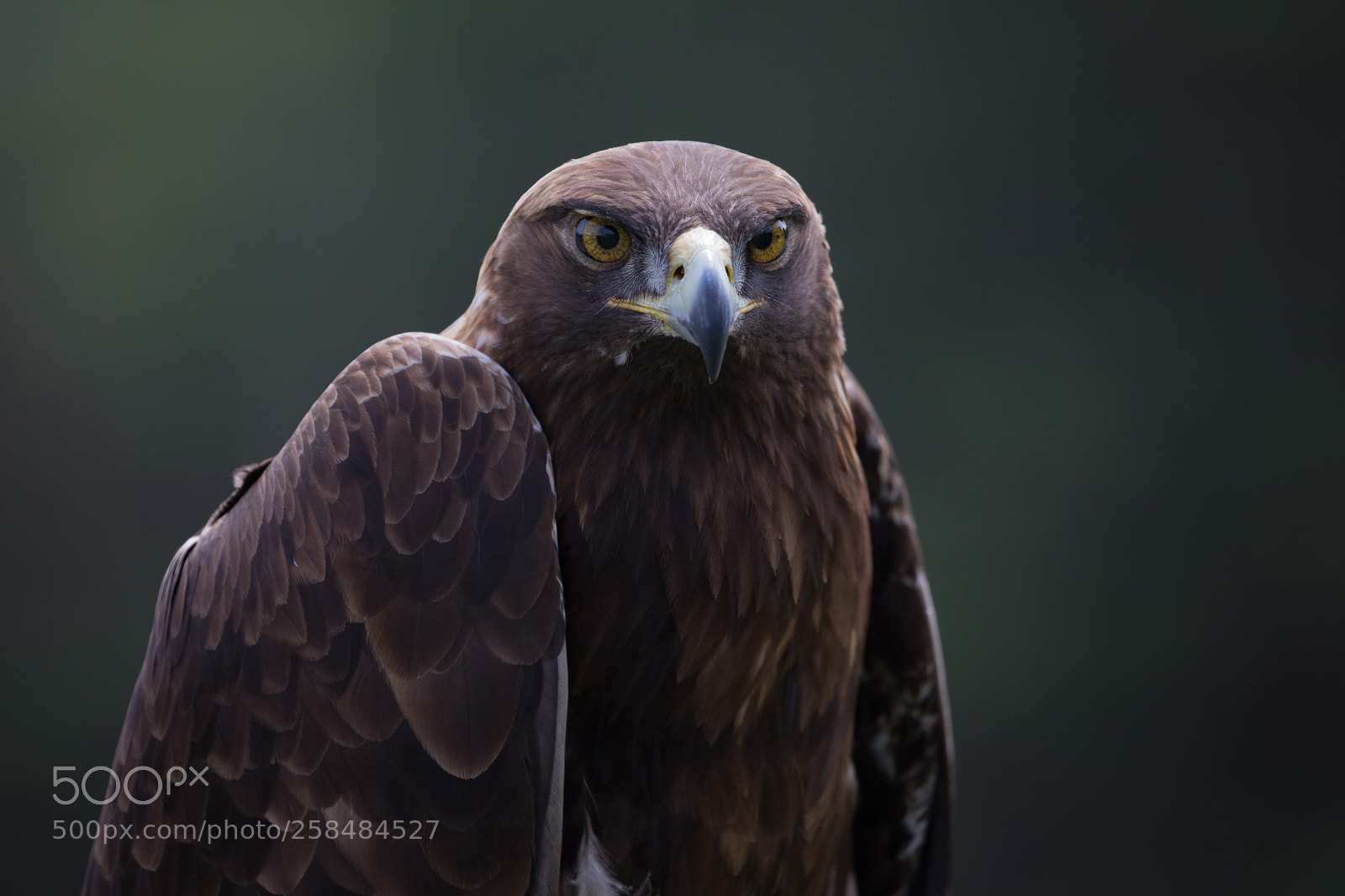 Canon EOS 5D Mark IV sample photo. Bird of prey photography