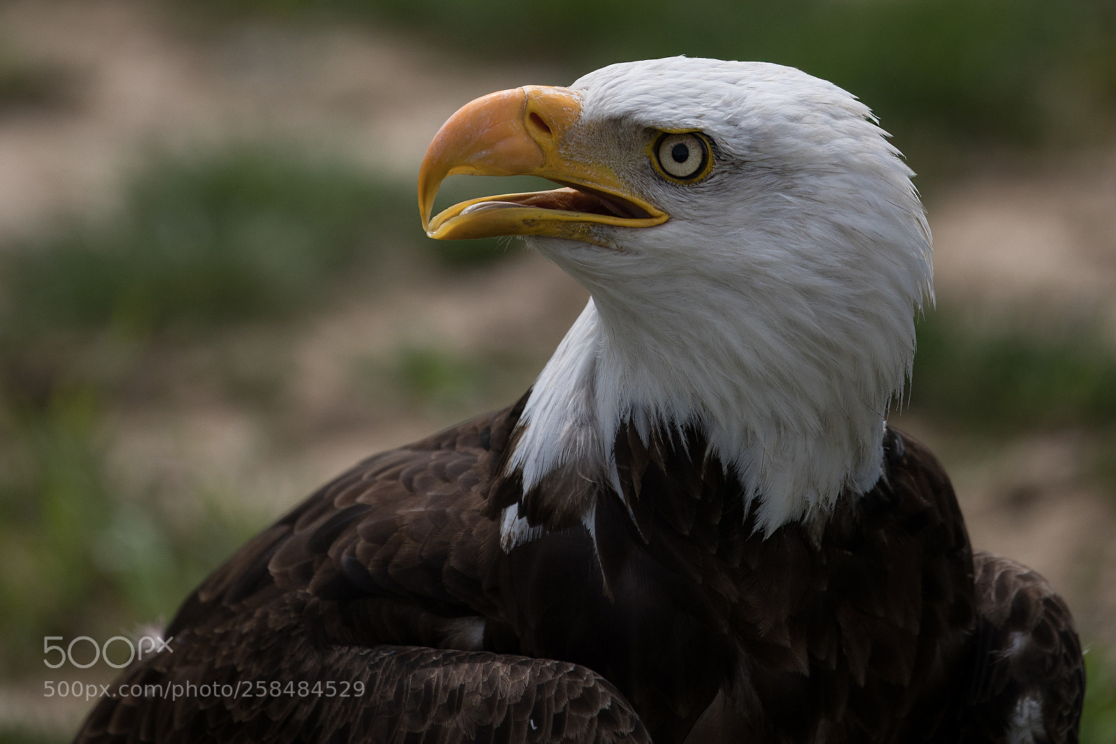 Canon EOS 5D Mark IV sample photo. Bird of prey photography