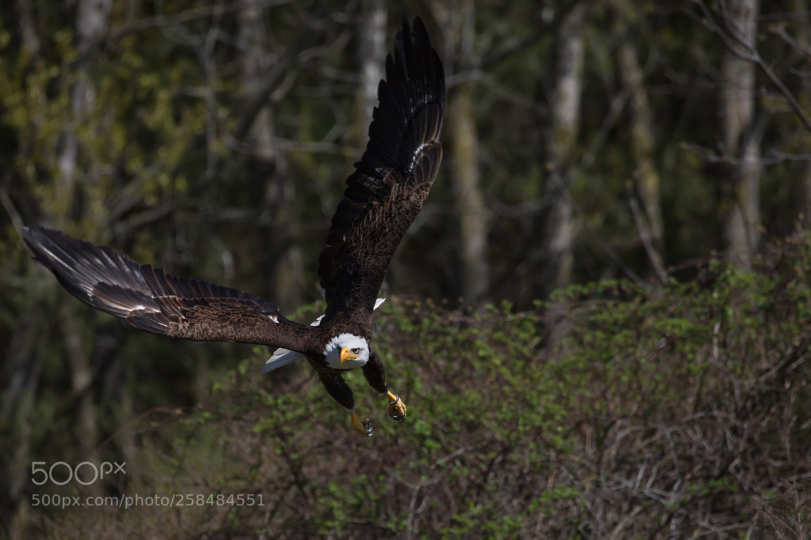 Canon EOS 5D Mark IV sample photo. Bird of prey photography