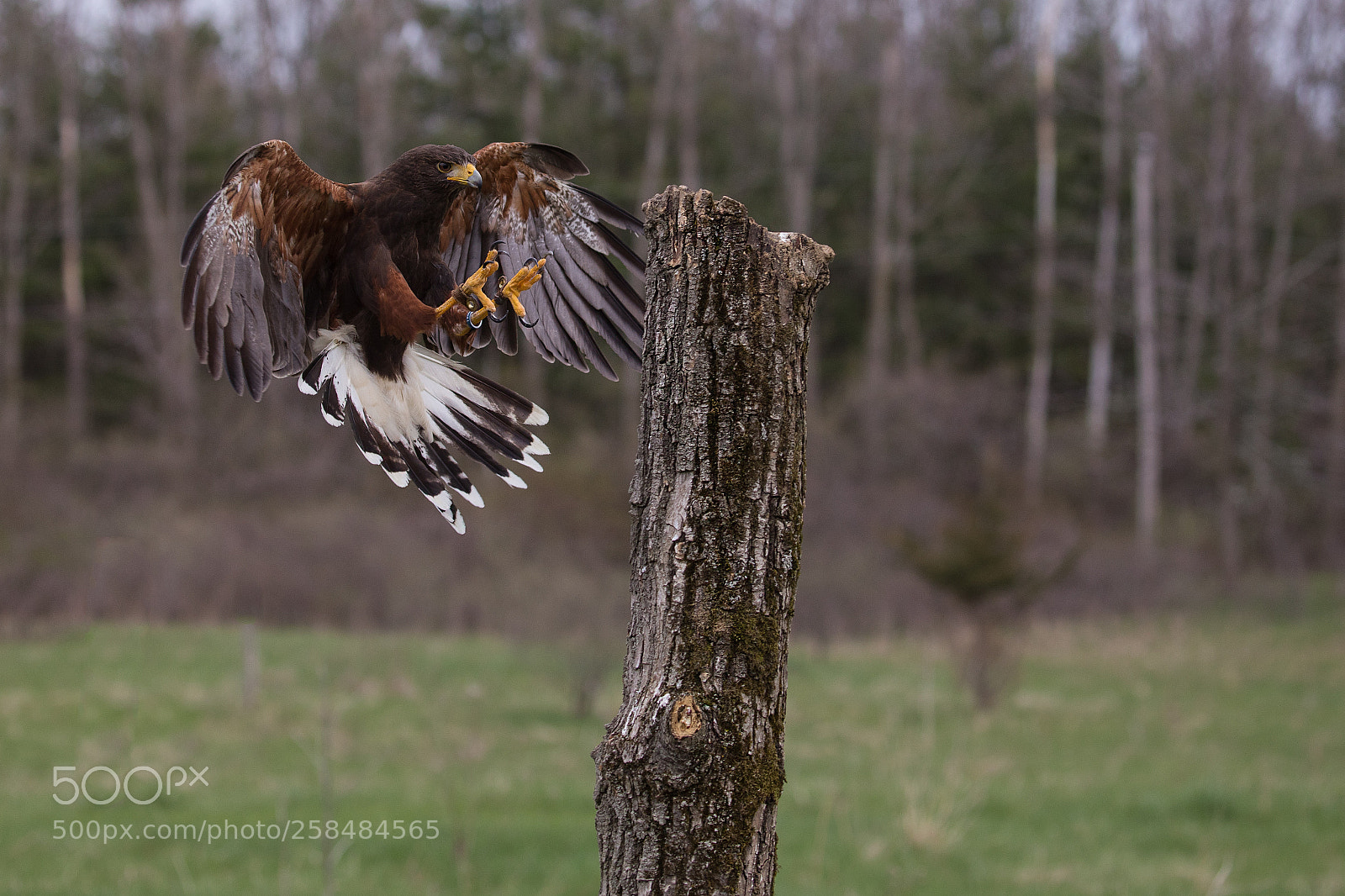 Canon EOS 5D Mark IV sample photo. Bird of prey photography