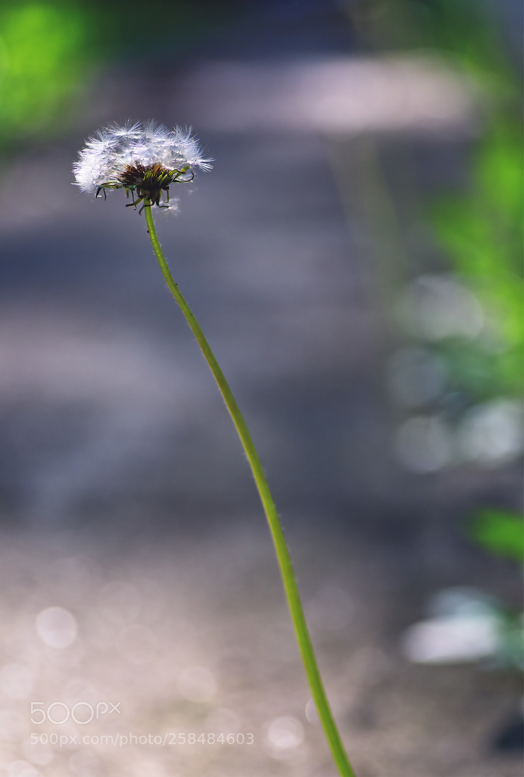 Nikon D810 sample photo. Alone photography
