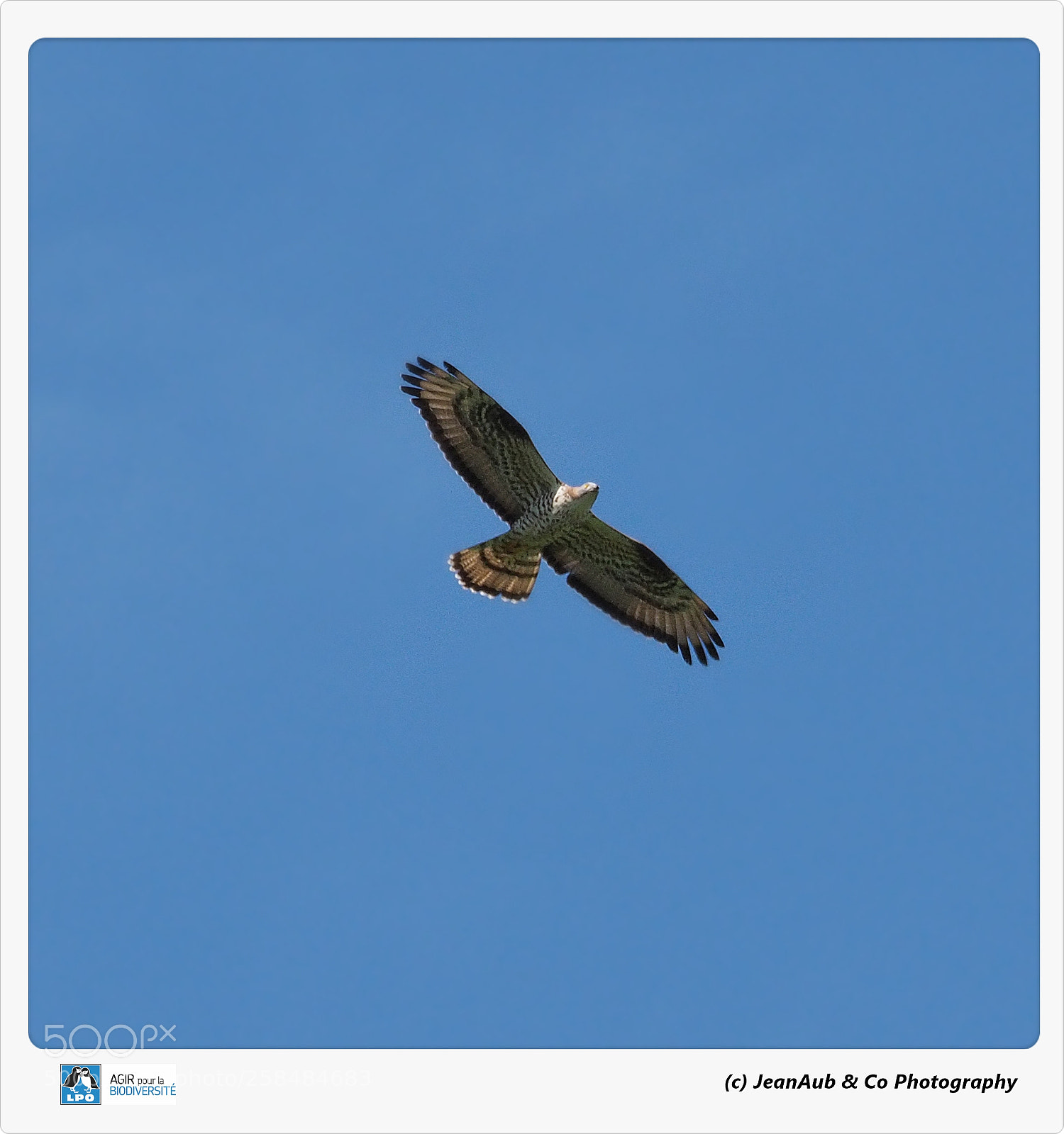 Olympus OM-D E-M5 II sample photo. European honey buzzard photography