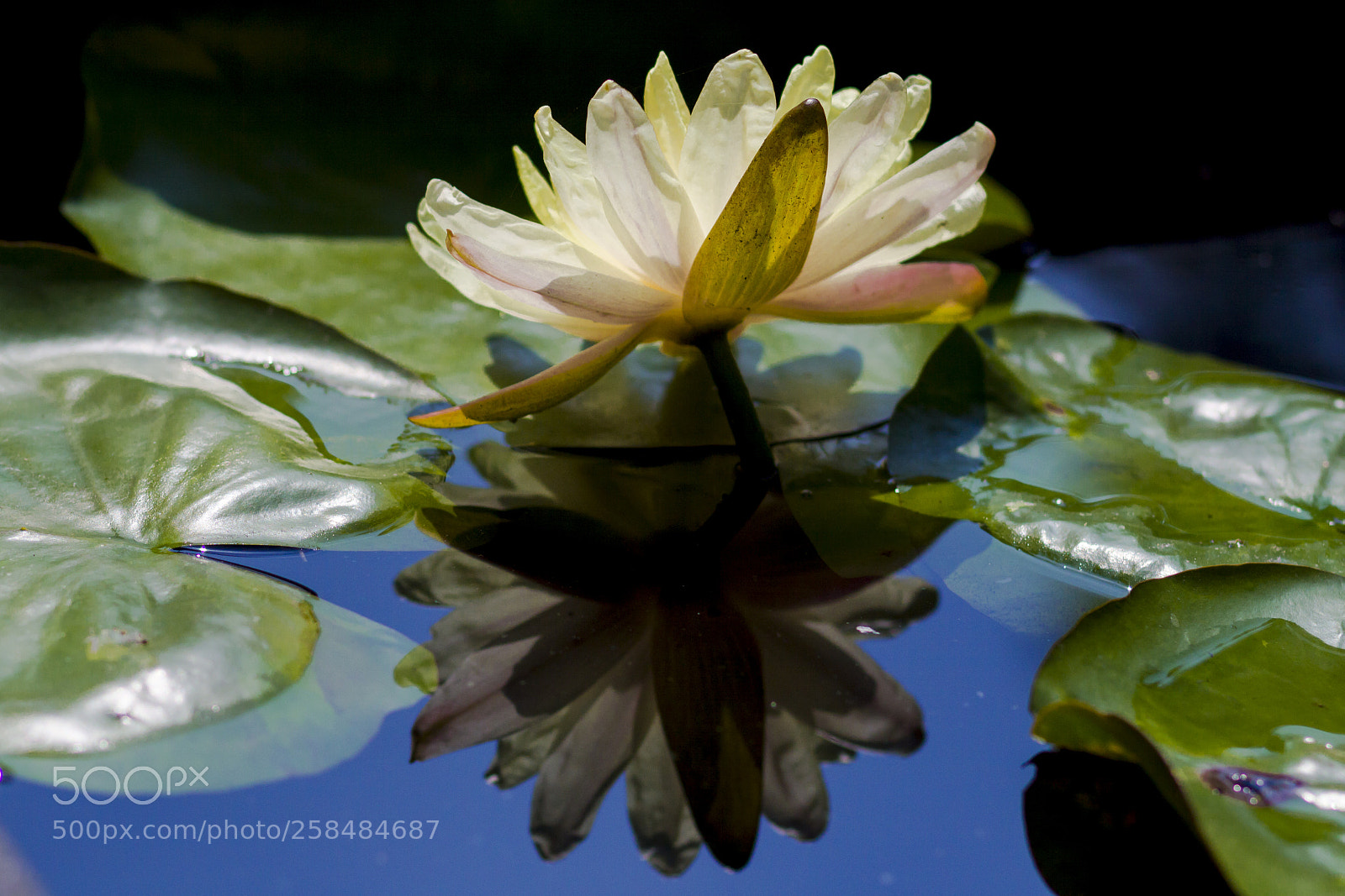 Canon EOS 50D sample photo. Reflection photography