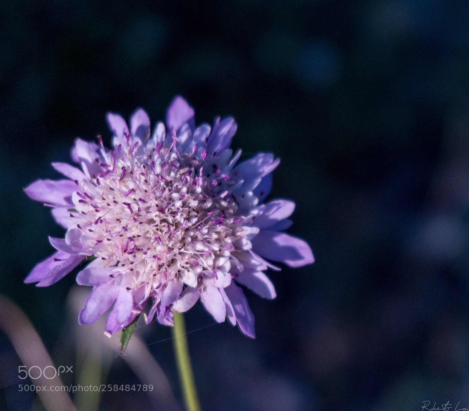 Sony Alpha a5000 (ILCE 5000) sample photo. Untitled photography