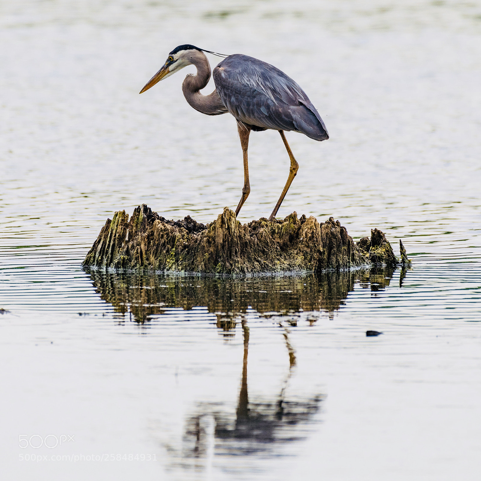 Nikon D850 sample photo. Blue heron photography