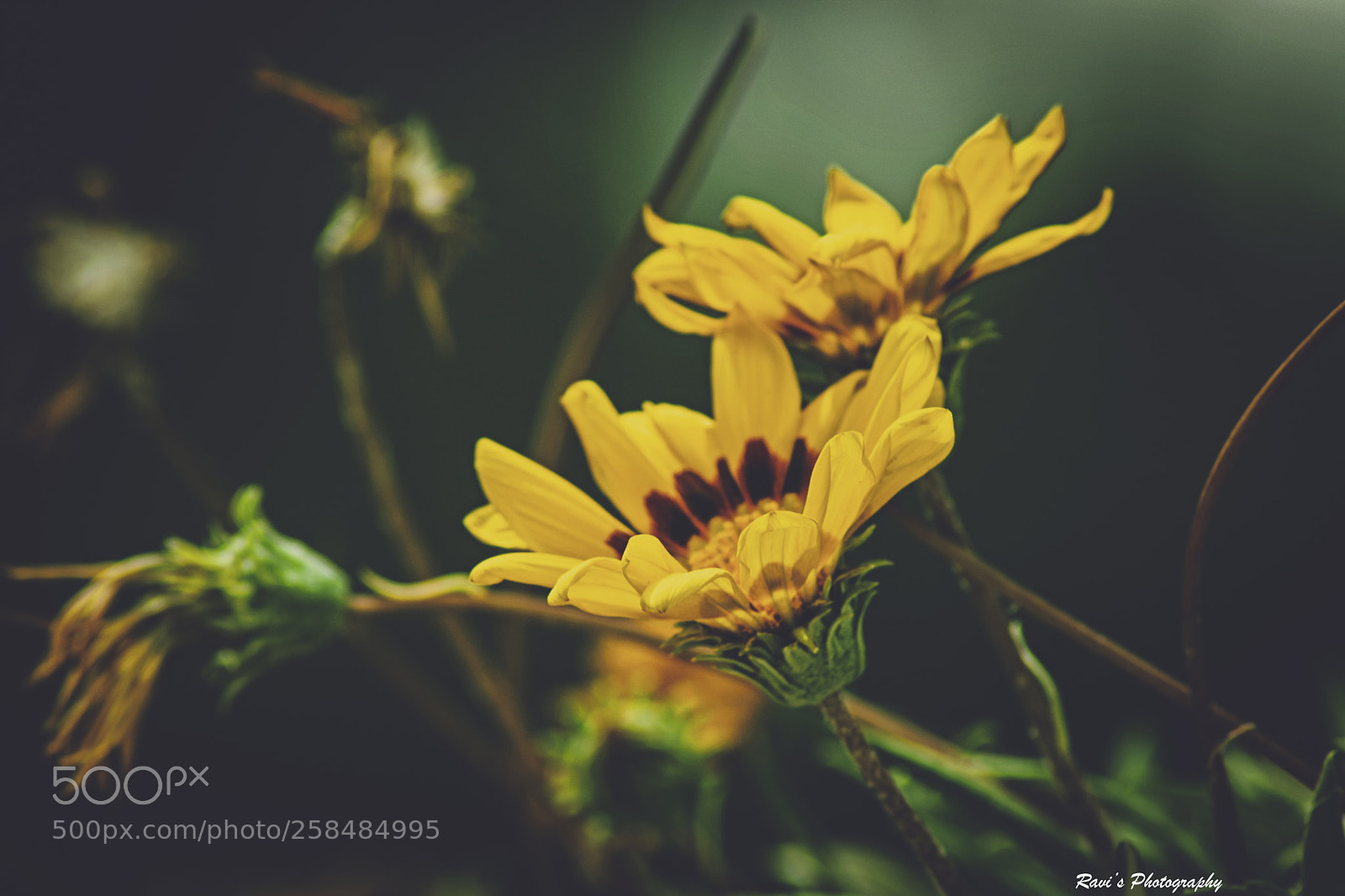 Nikon D5300 sample photo. Yellow flowers photography