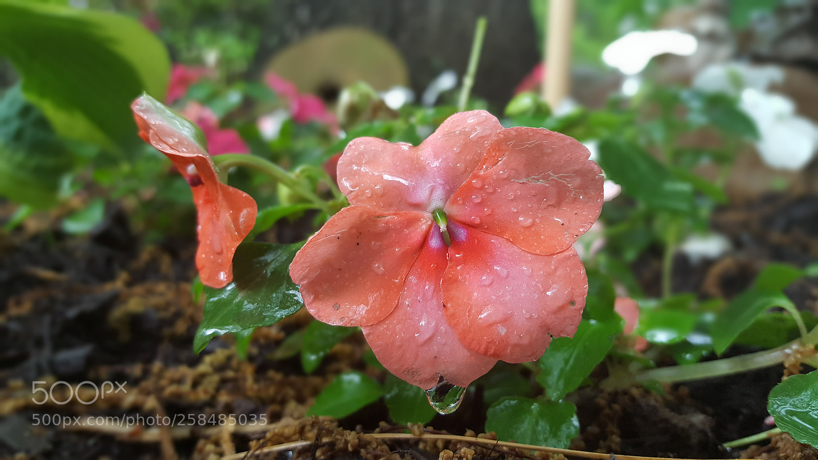 Samsung Galaxy S6 sample photo. Flowers love showers photography