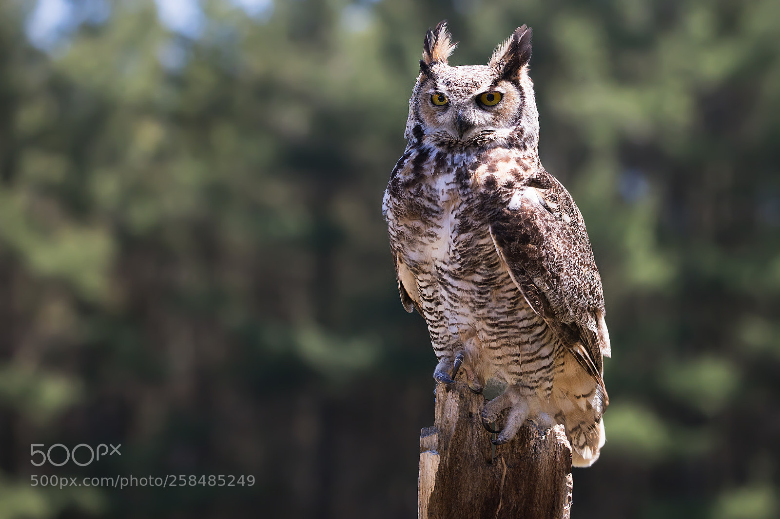 Canon EOS 5D Mark IV sample photo. Bird of prey photography