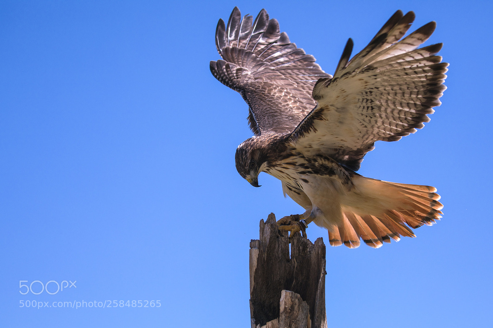 Canon EOS 5D Mark IV sample photo. Bird of prey photography