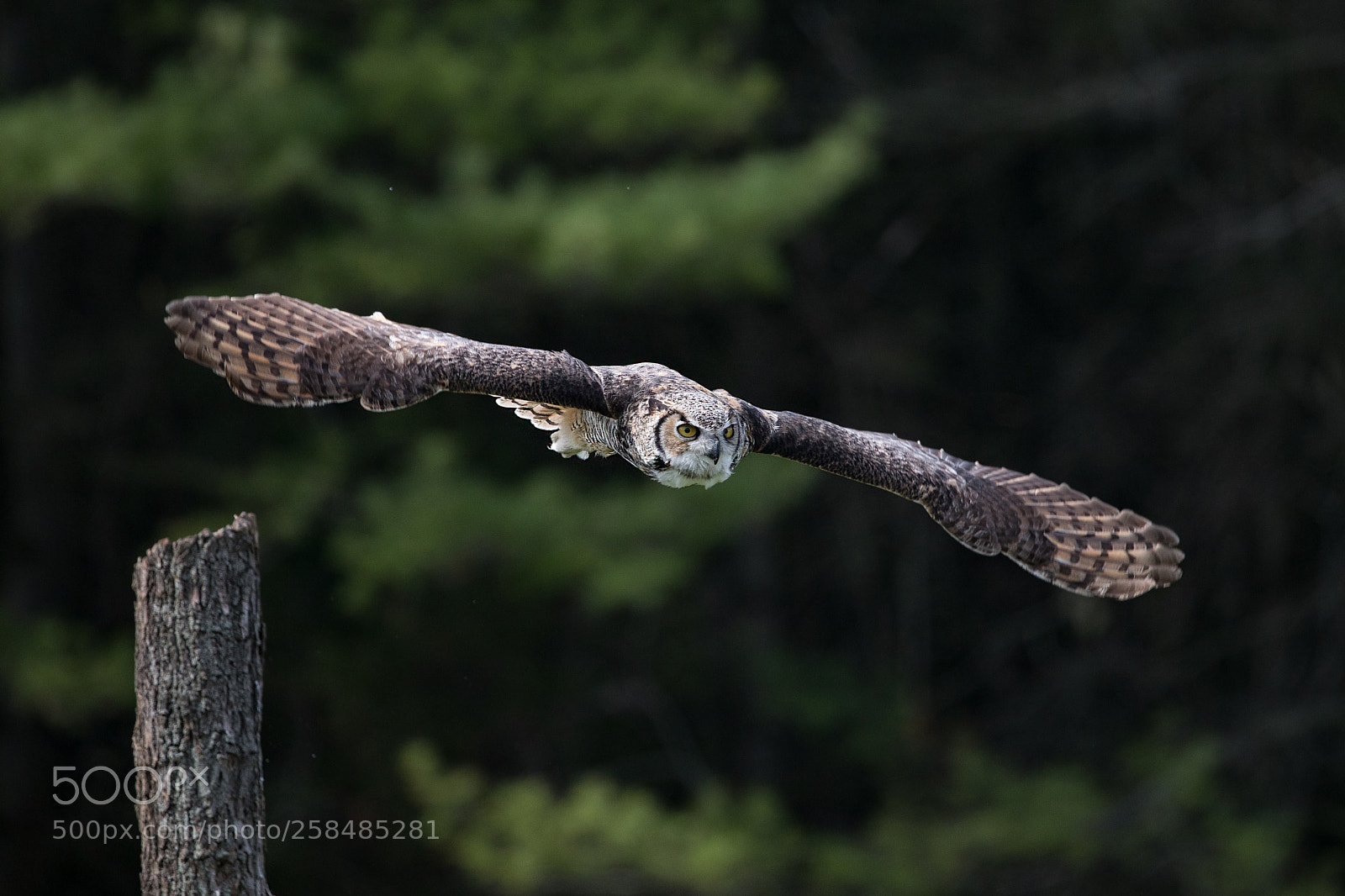 Canon EOS 5D Mark IV sample photo. Bird of prey photography