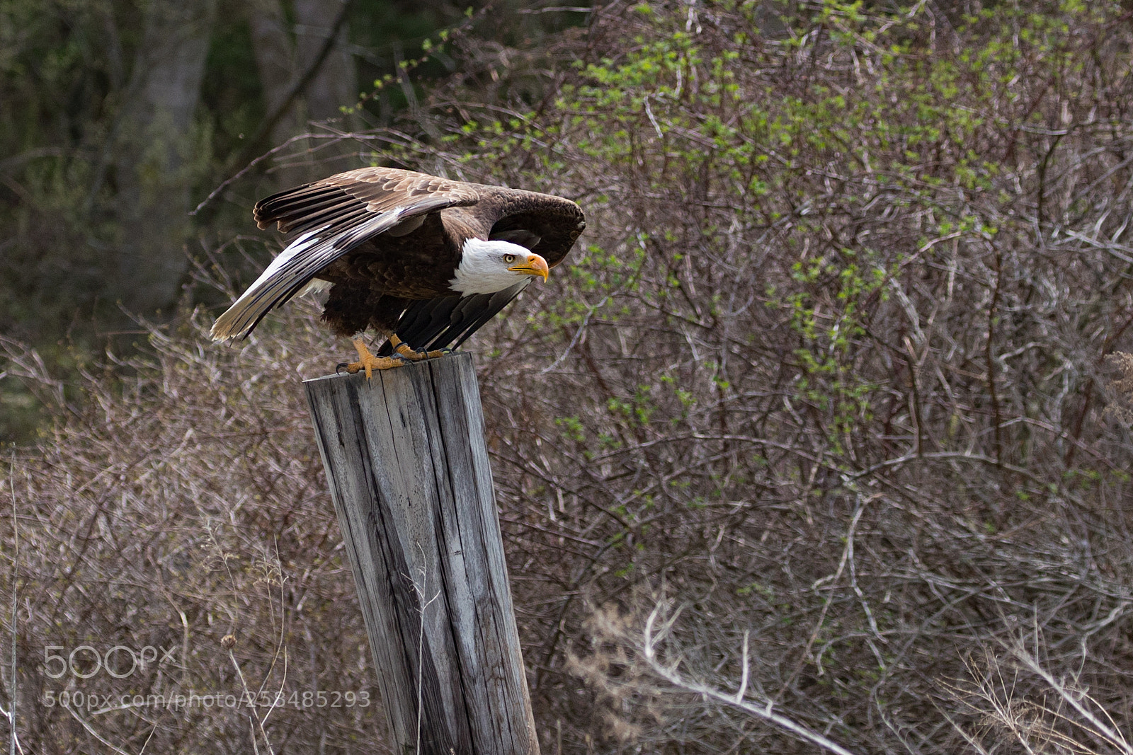 Canon EOS 5D Mark IV sample photo. Bird of prey photography