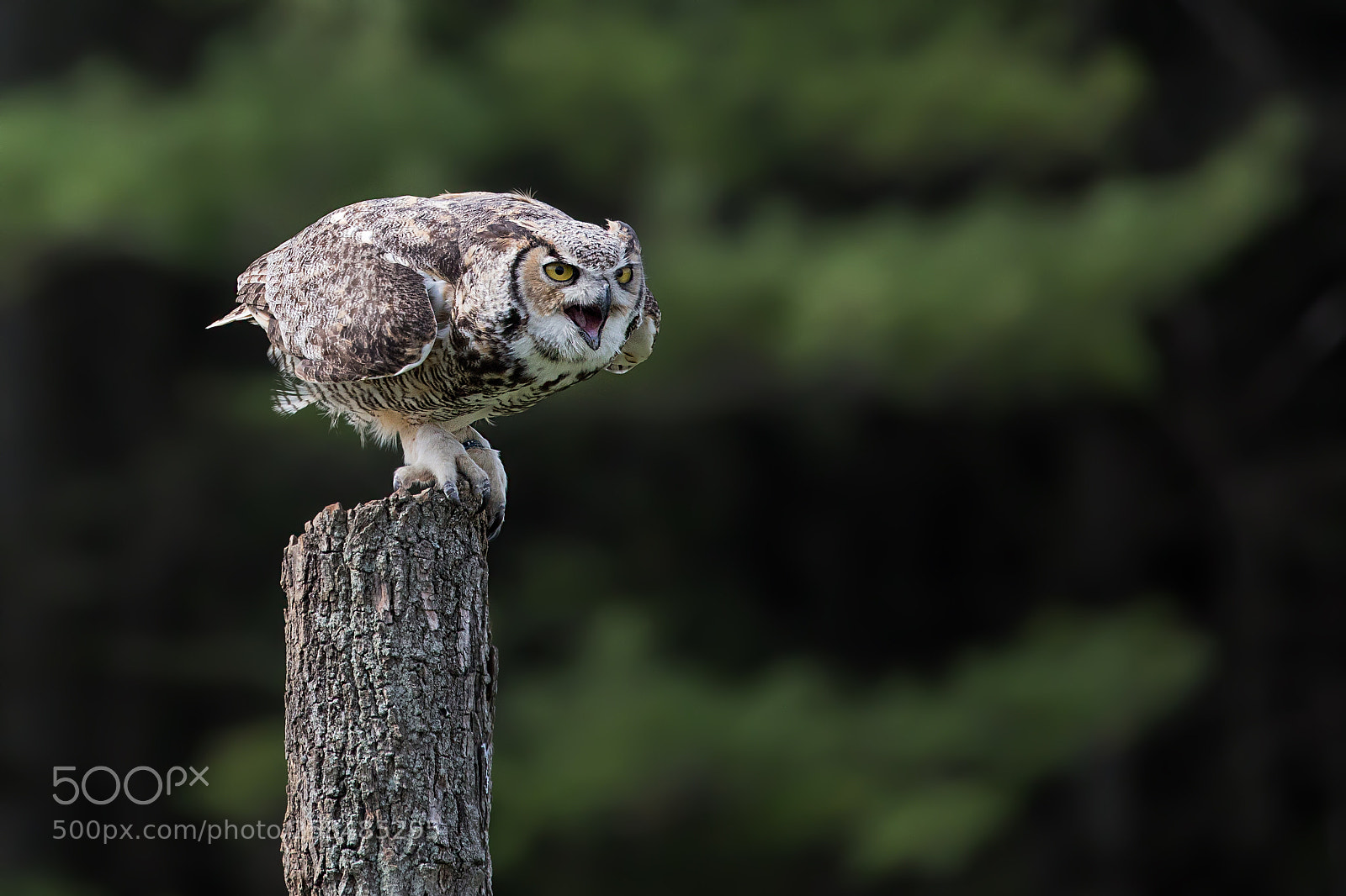 Canon EOS 5D Mark IV sample photo. Bird of prey photography