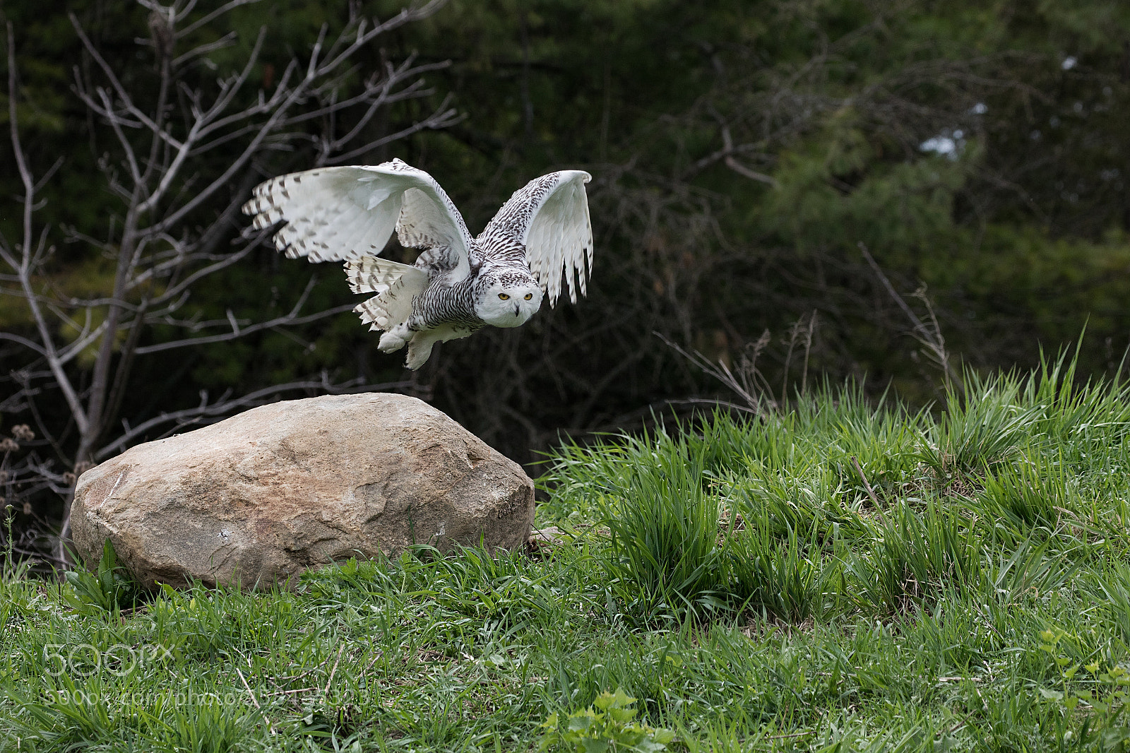 Canon EOS 5D Mark IV sample photo. Snowy owl photography