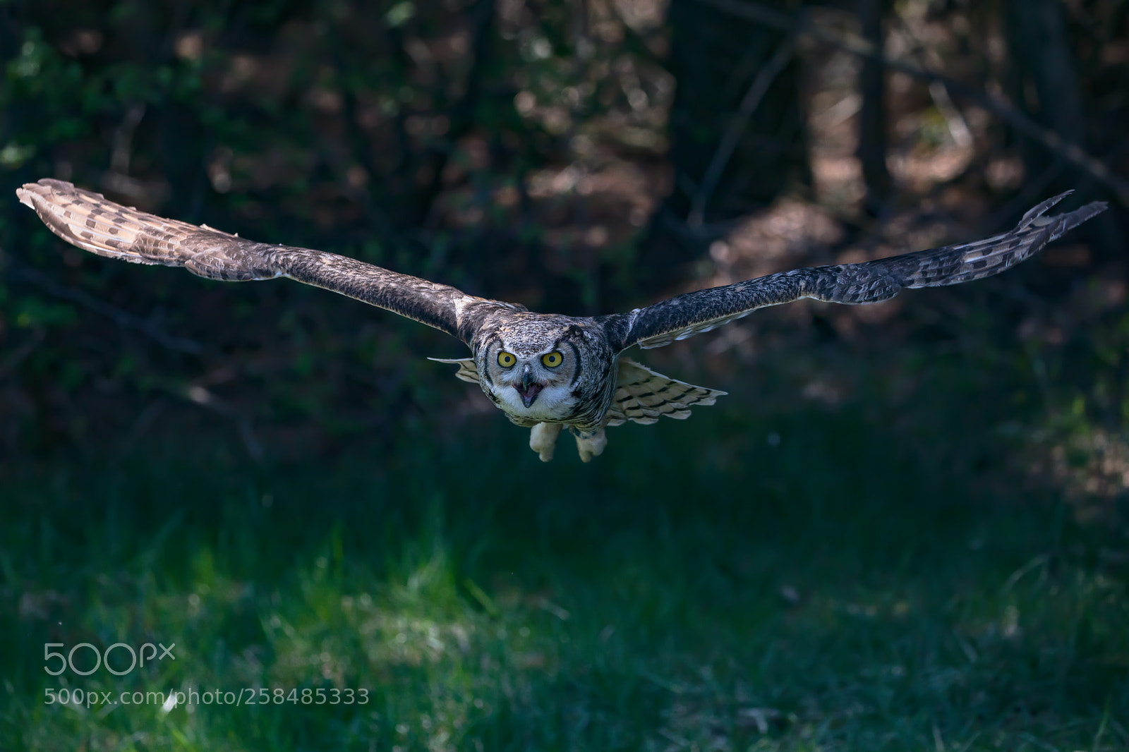 Canon EOS 5D Mark IV sample photo. Bird of prey photography