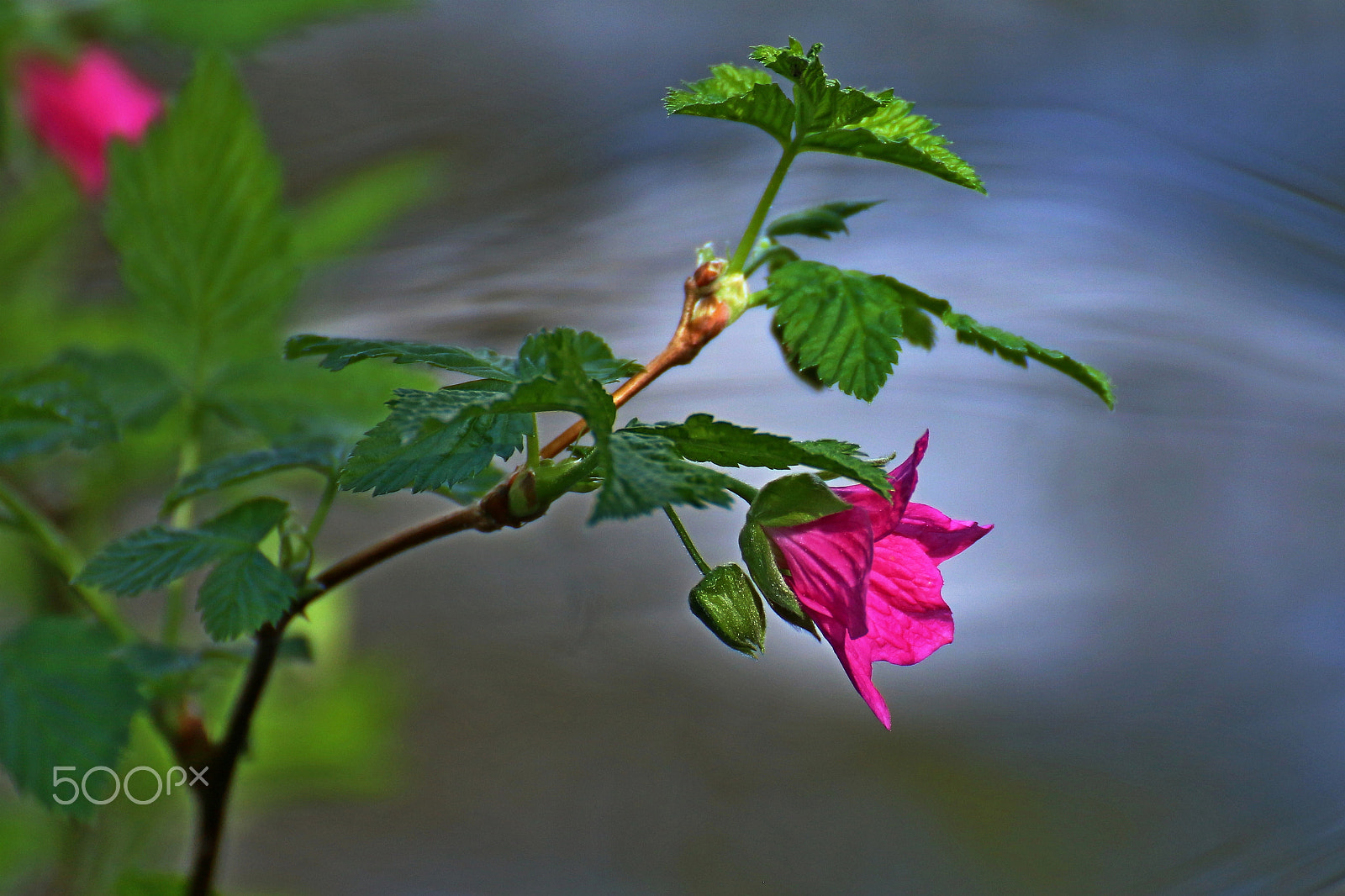 Tamron SP 35mm F1.8 Di VC USD sample photo. The rose photography