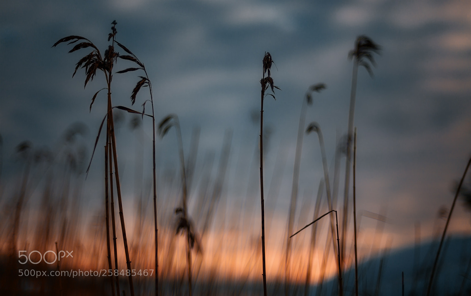 Canon EOS 6D sample photo. Dead reed photography