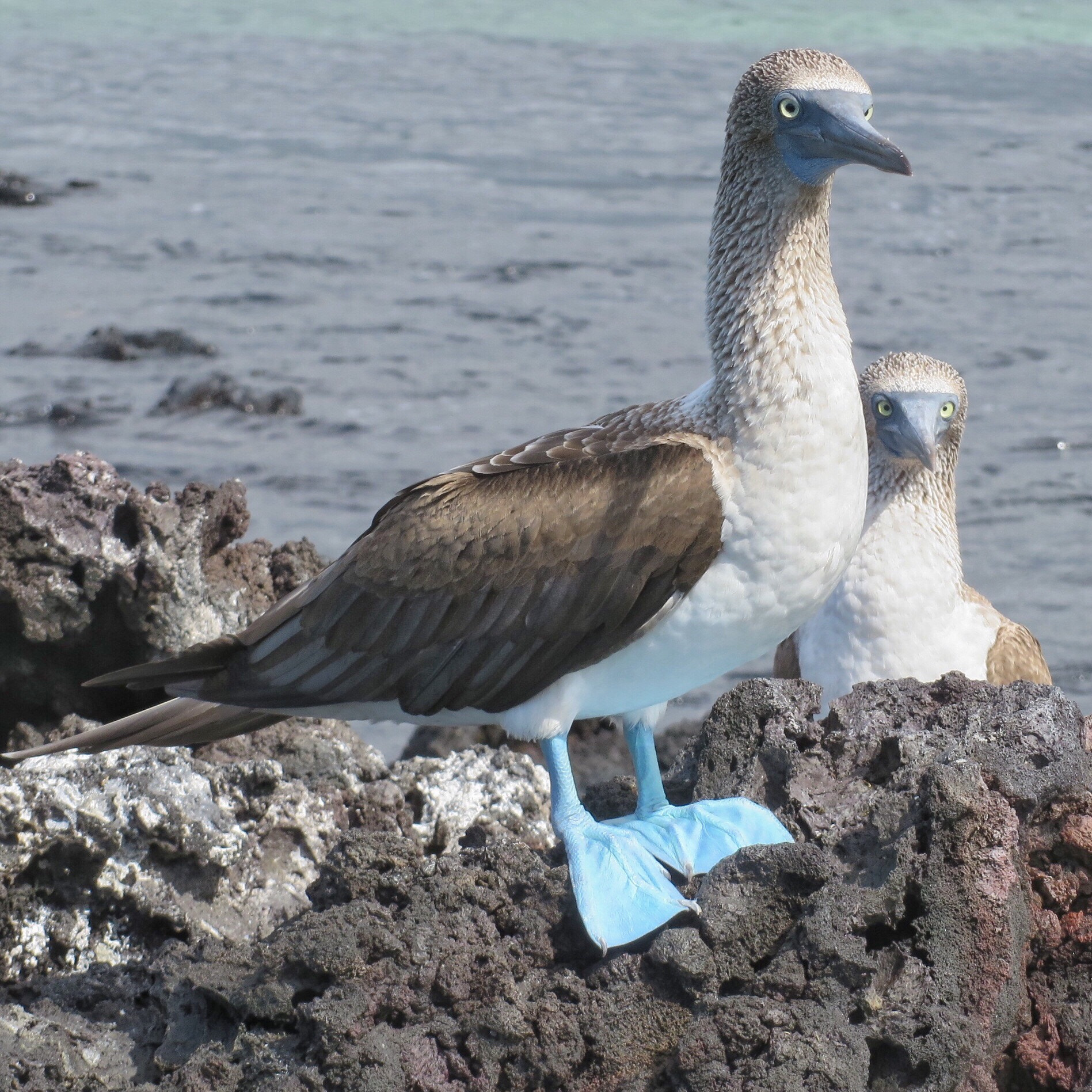 Canon PowerShot SX280 HS sample photo. Blue-footed boobies photography