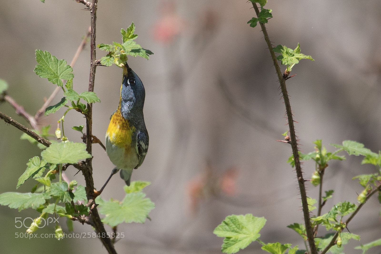Canon EOS 5D Mark IV sample photo. Northern parula photography