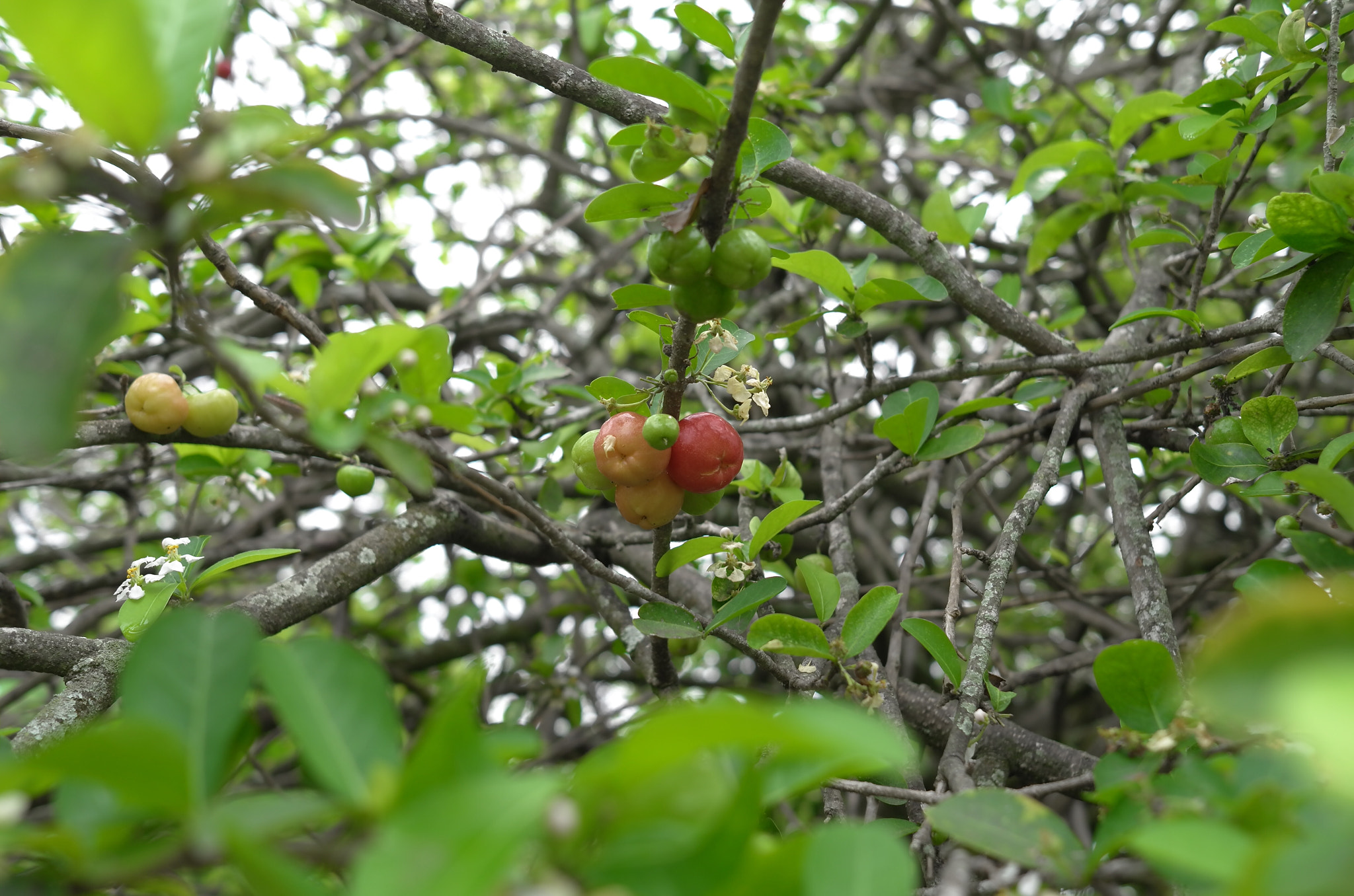 Leica X2 sample photo. Cherry fruits photography