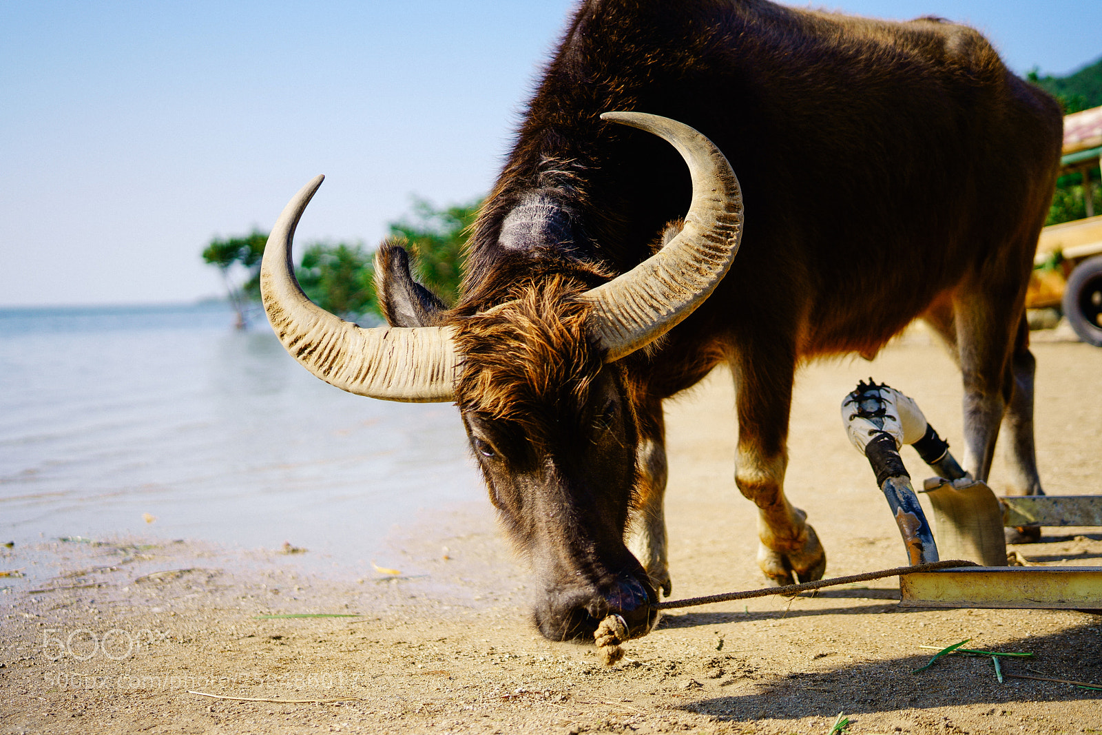 Sony a7R III sample photo. Yubu island photography