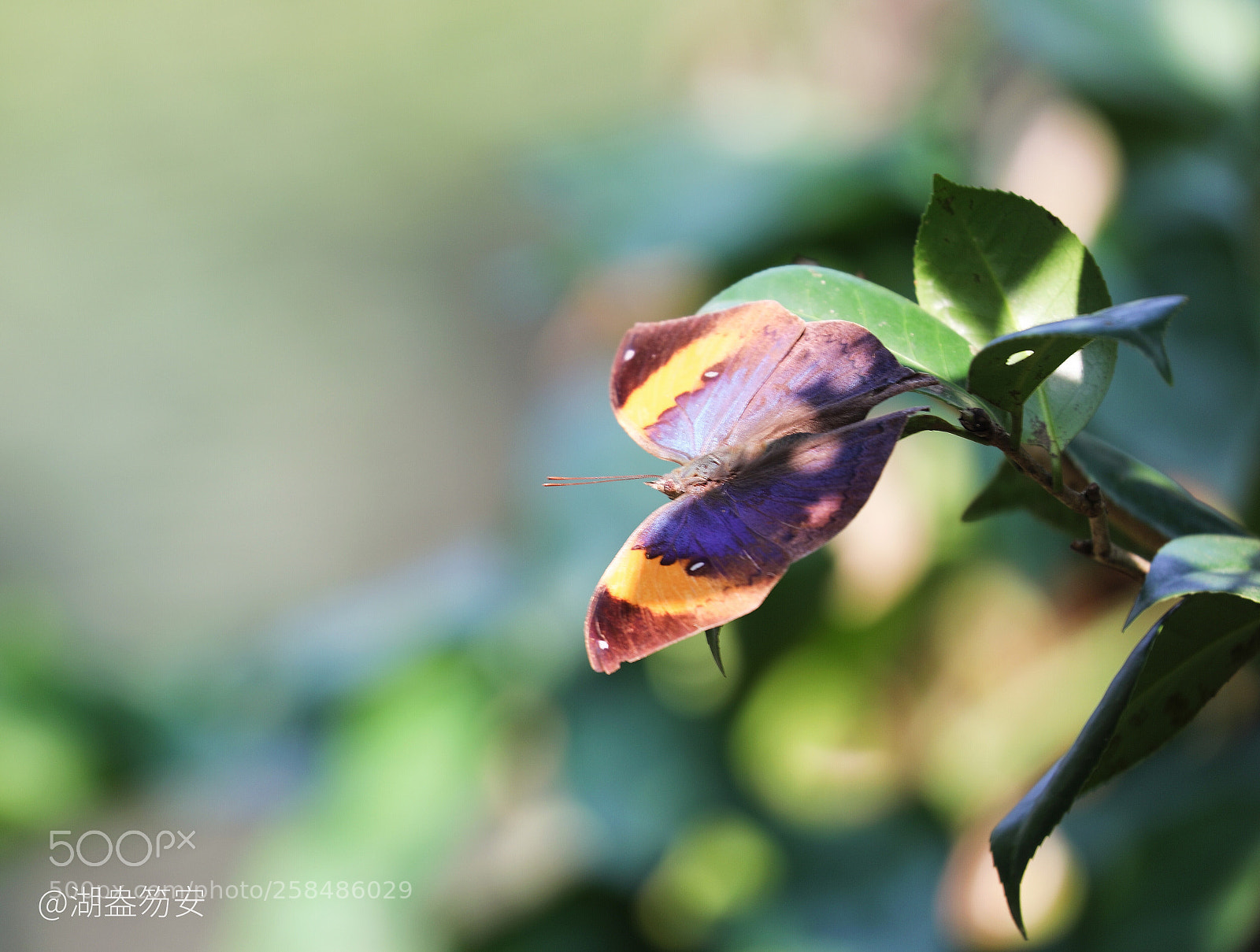 Canon EOS 5D Mark IV sample photo. A butterfly or flower? photography