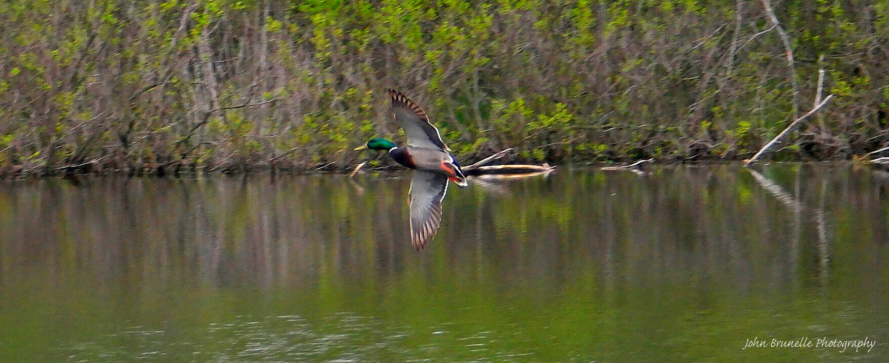 Samsung NX500 sample photo. Duck may 18 photography