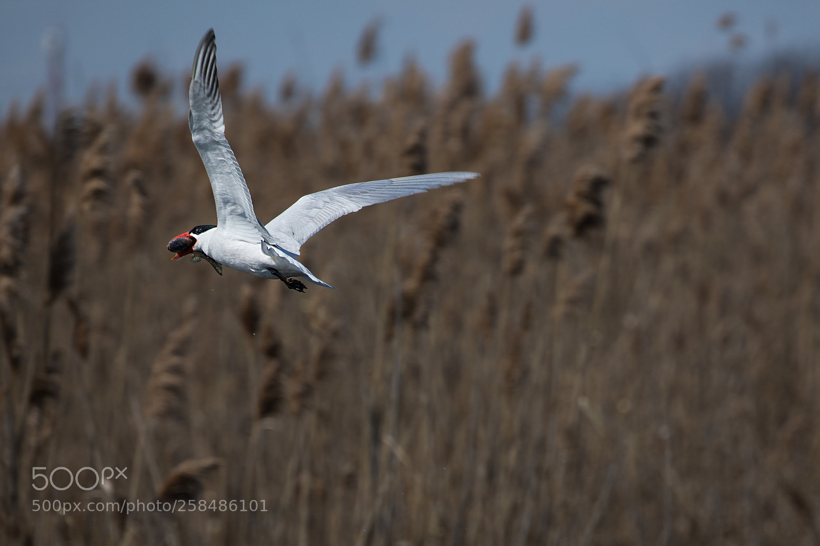 Canon EOS 5D Mark IV sample photo. Caspian tern fishing photography