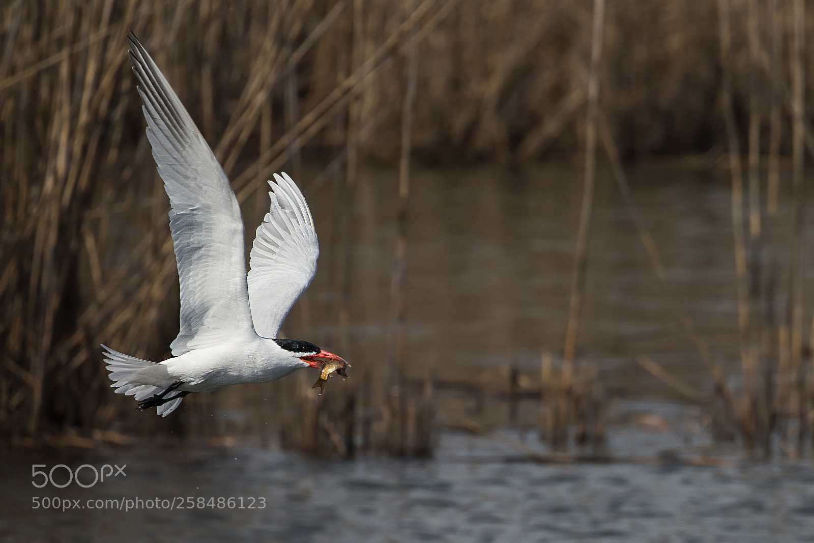 Canon EOS 5D Mark IV sample photo. Caspian tern fishing photography