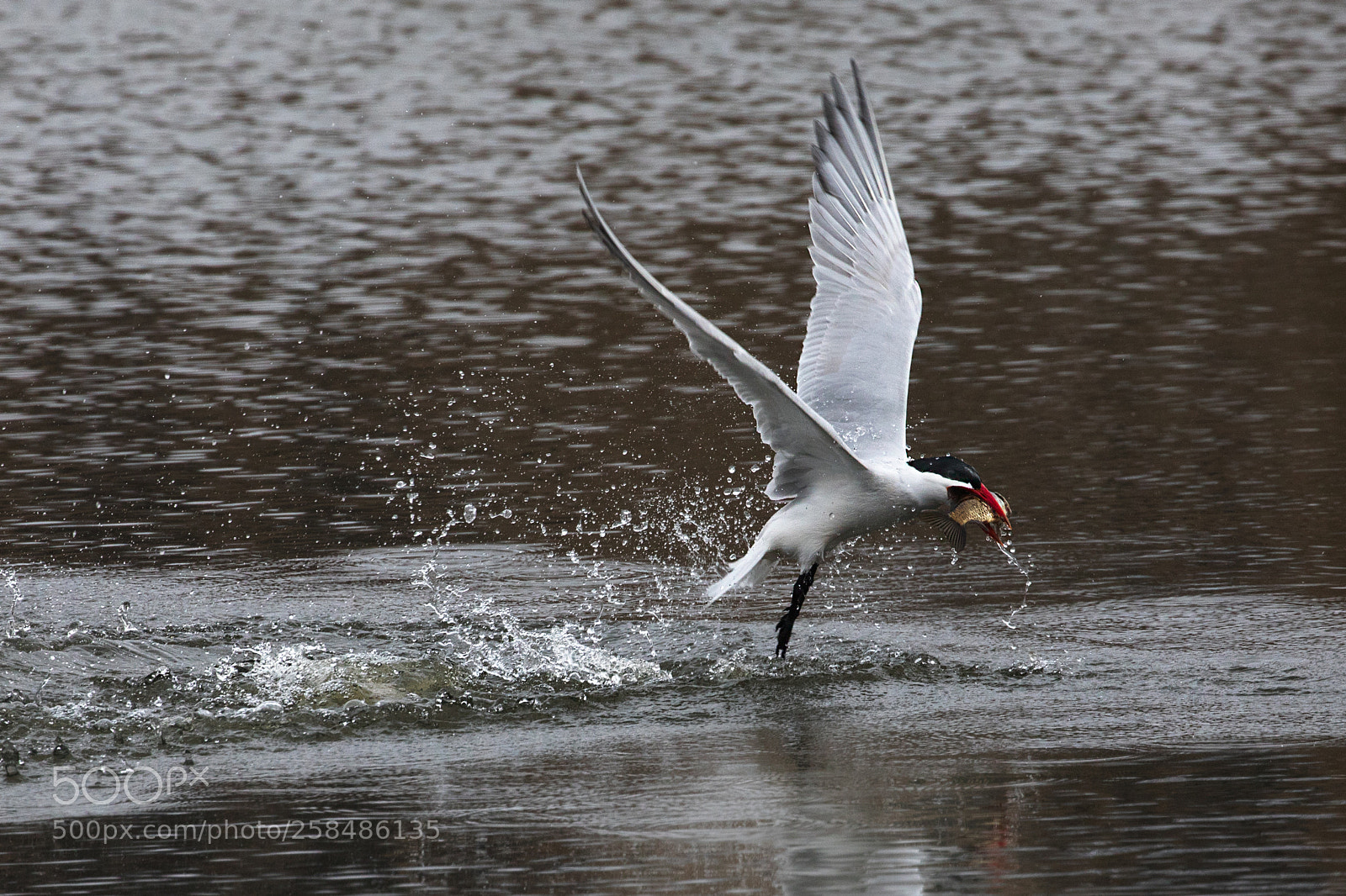 Canon EOS 5D Mark IV sample photo. Caspian tern fishing photography