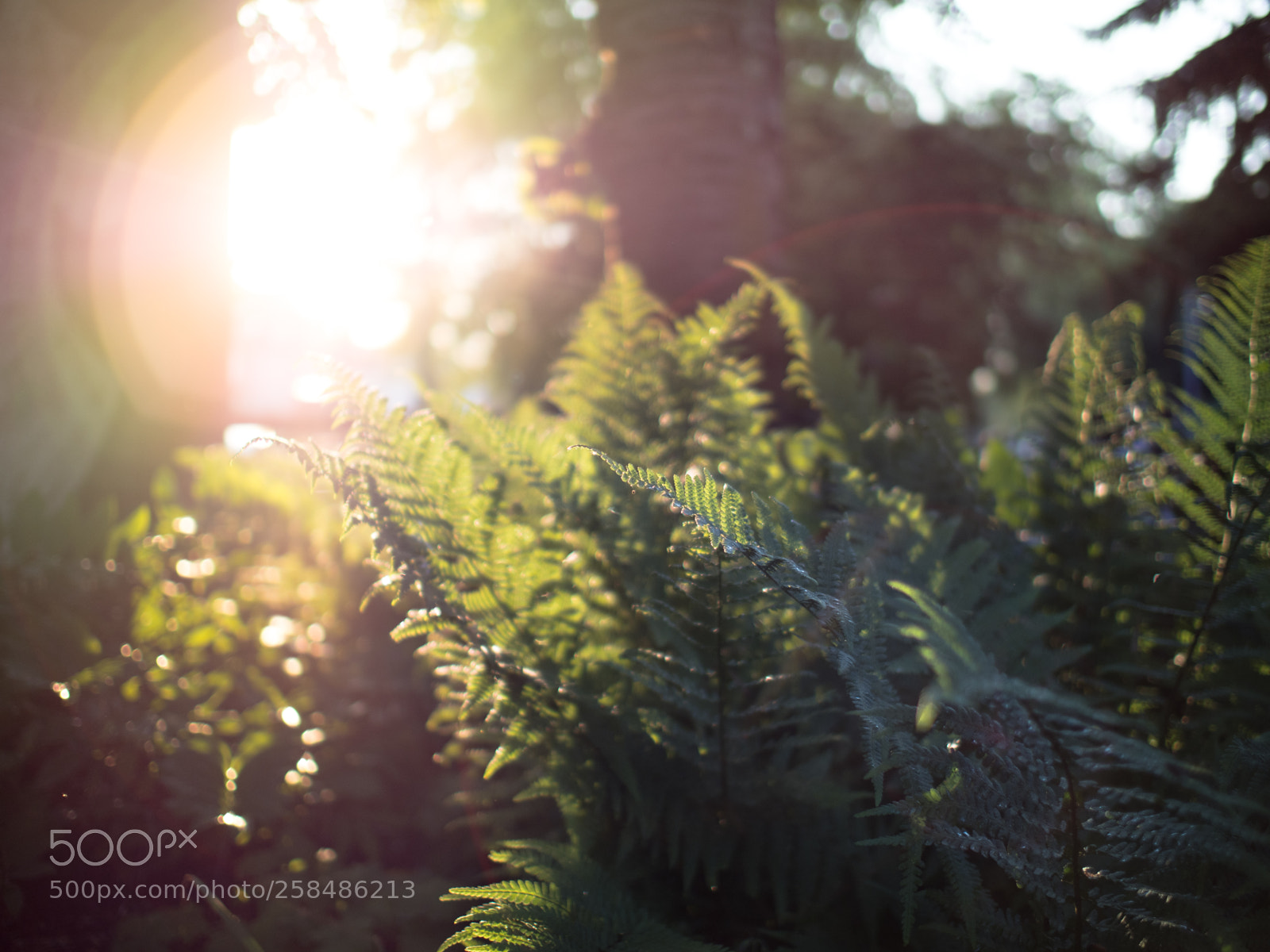 Olympus PEN-F sample photo. Fern photography