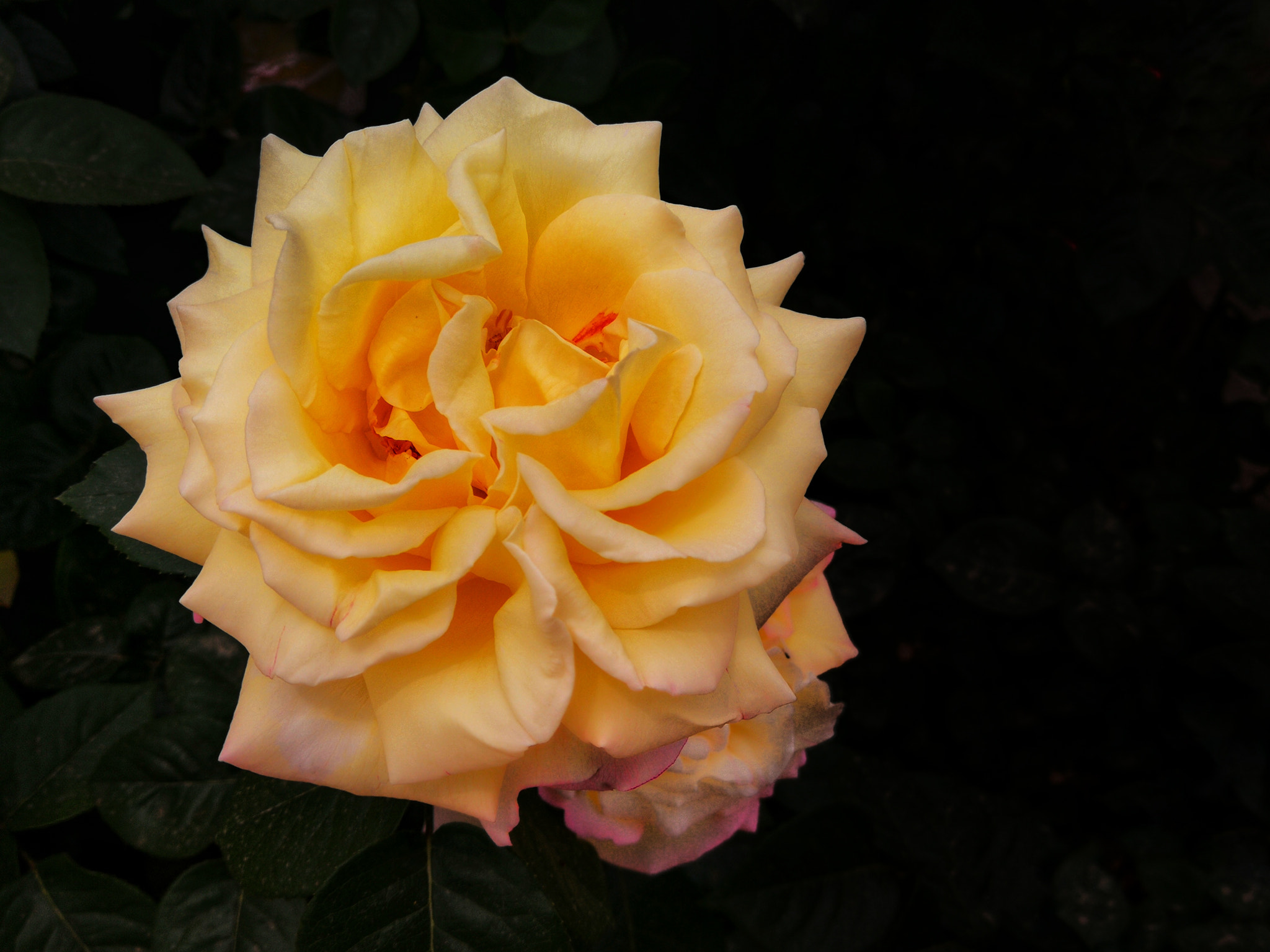 HUAWEI P10 Plus sample photo