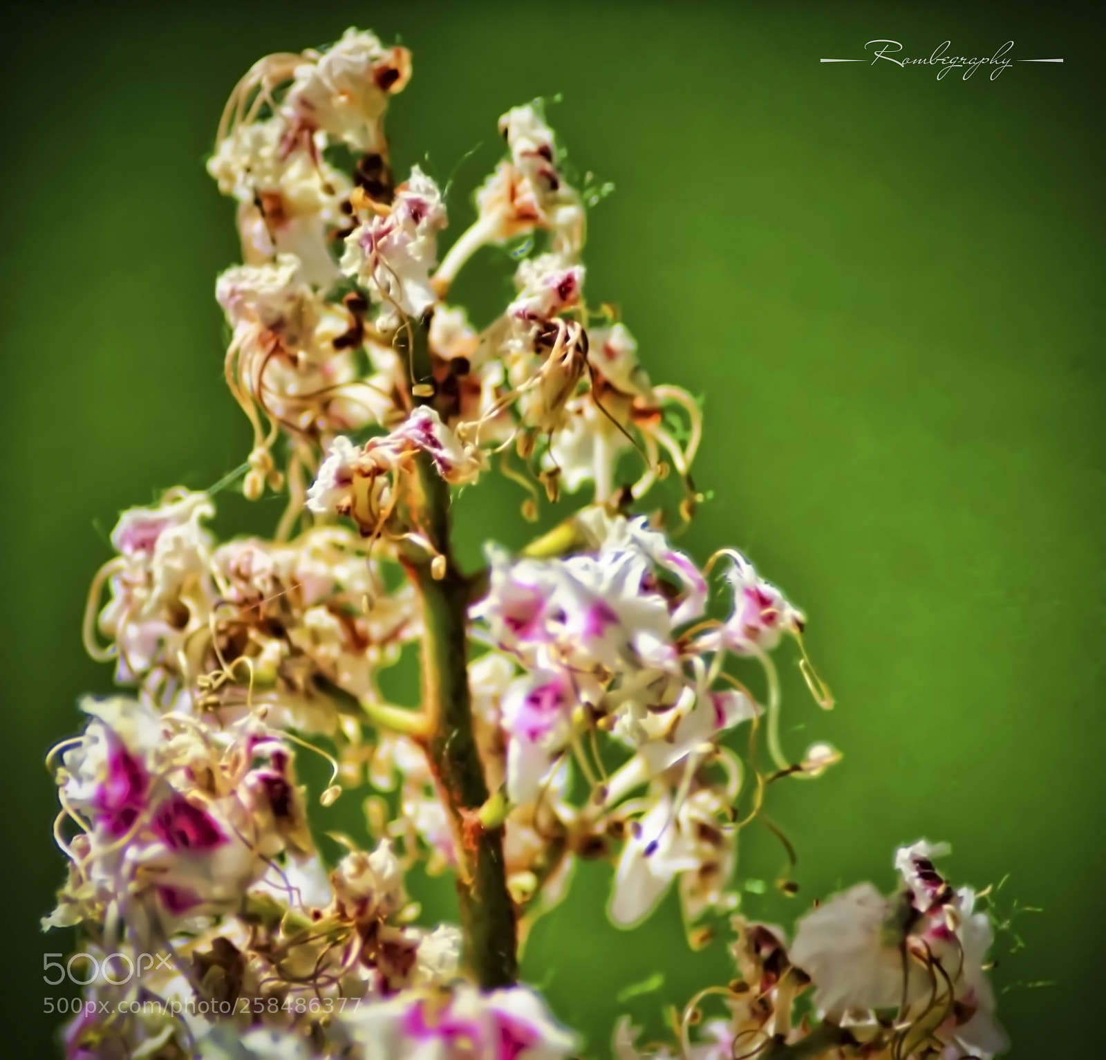 Canon EOS 600D (Rebel EOS T3i / EOS Kiss X5) sample photo. Horse-chestnut flower photography