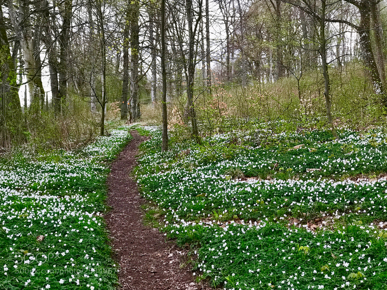 Apple iPhone 7 Plus sample photo. Forest hiking trail with photography