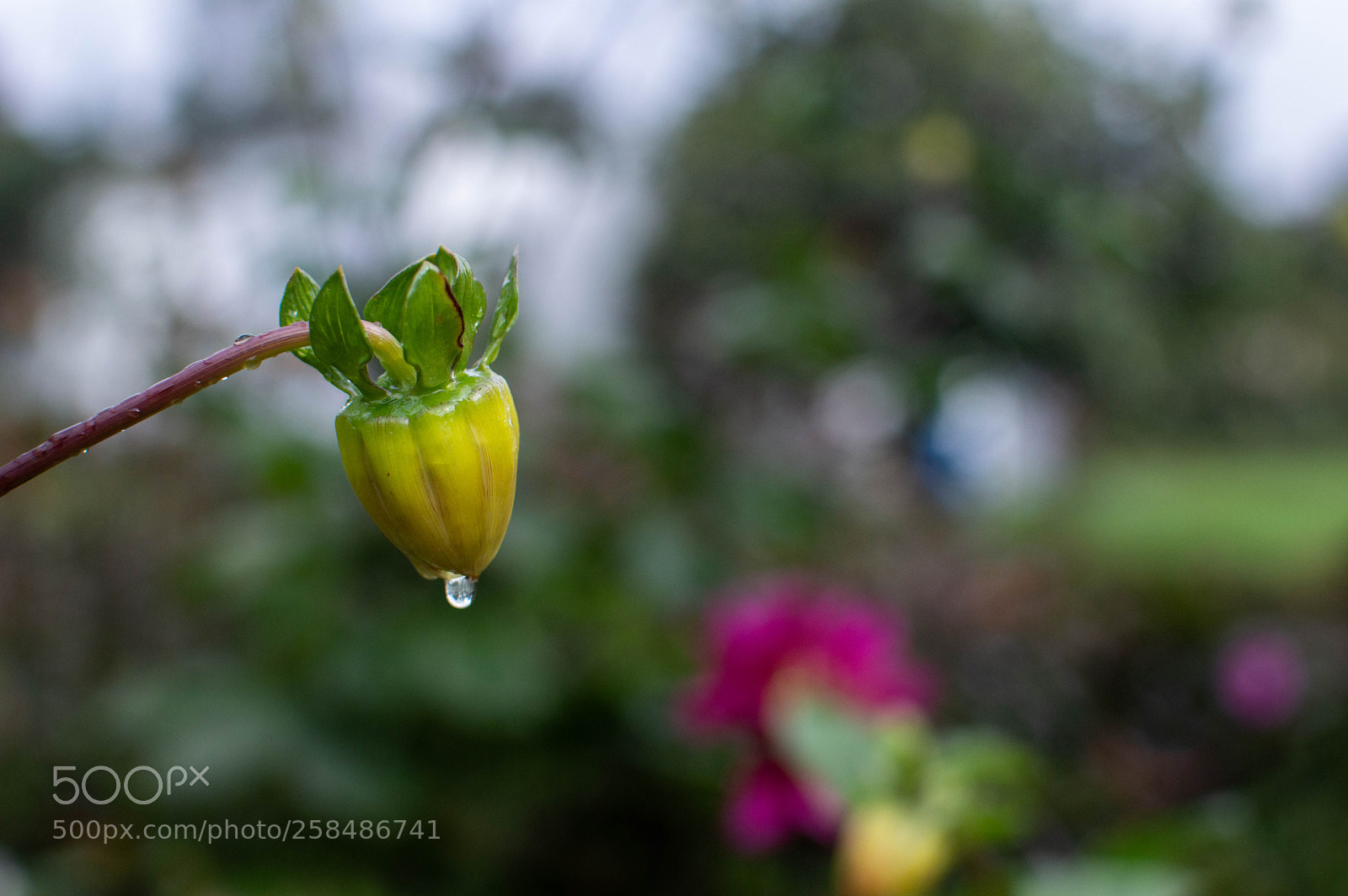 Nikon D3200 sample photo. El eterno viaje bot photography