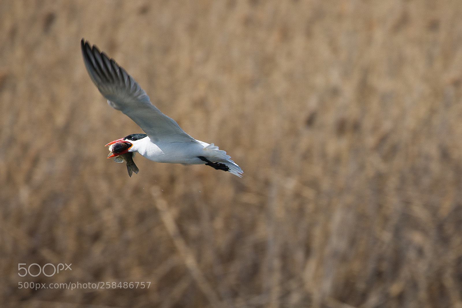 Canon EOS 5D Mark IV sample photo. Caspian tern fishing photography