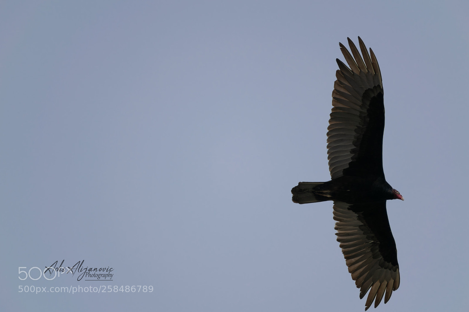 Nikon D5300 sample photo. Turkey vulture photography