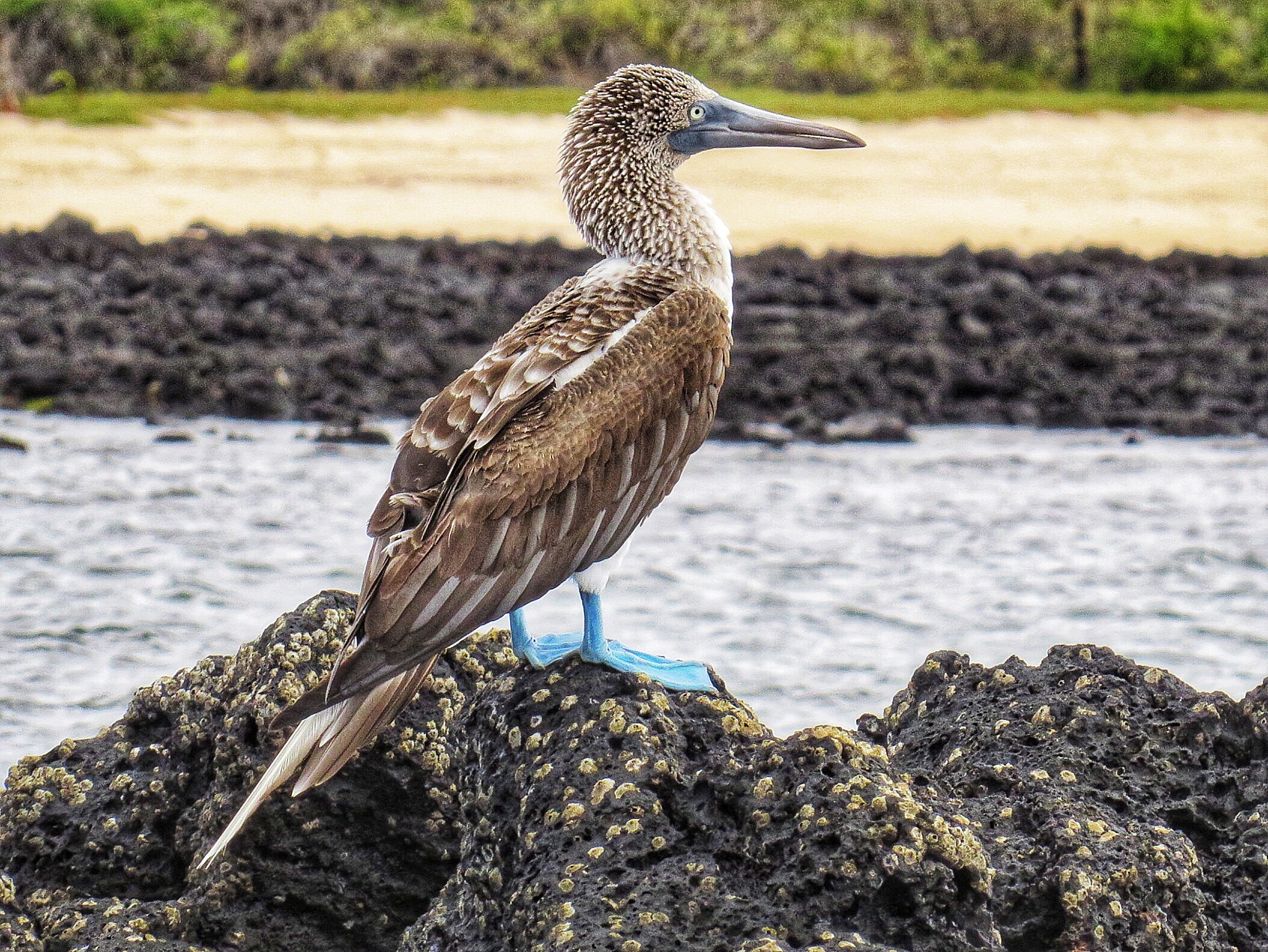 Canon PowerShot SX280 HS sample photo. Juvenile blue-footed booby photography
