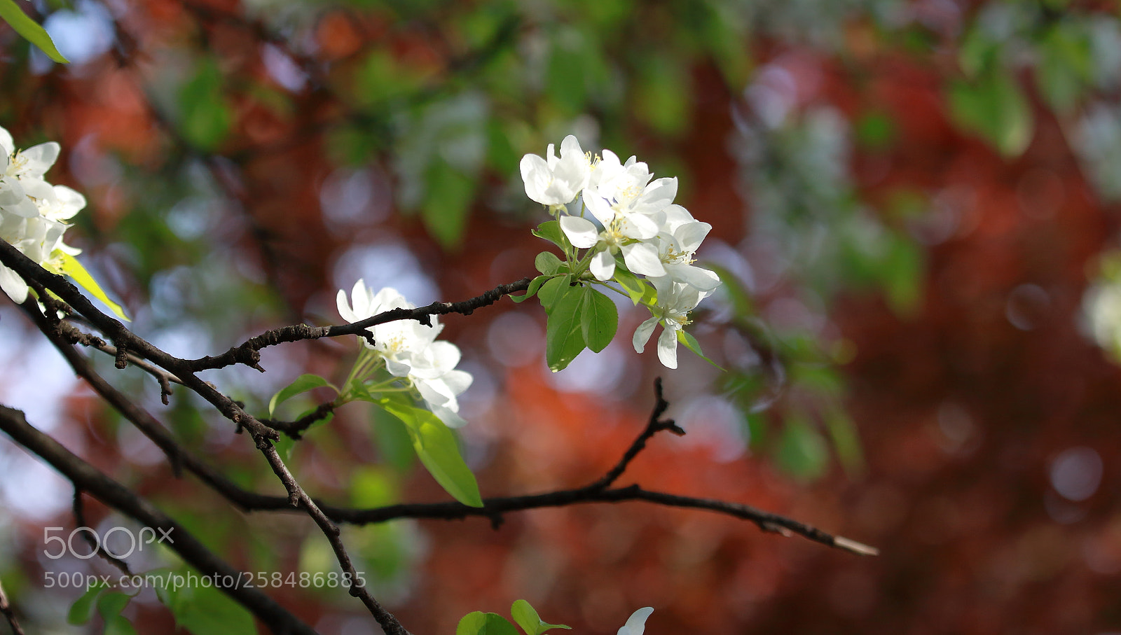 Canon EOS 500D (EOS Rebel T1i / EOS Kiss X3) sample photo. Img photography