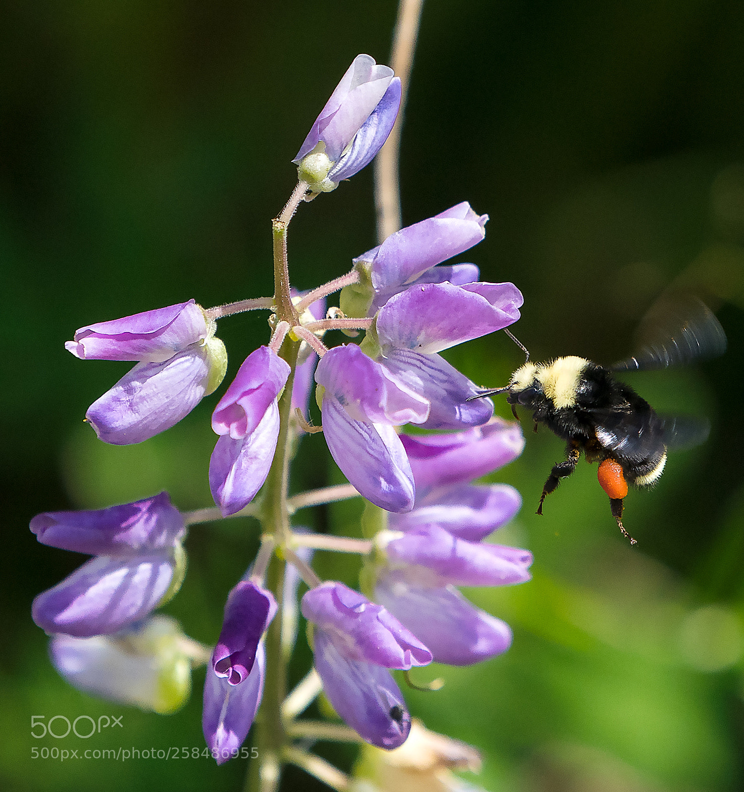 Sony a9 sample photo. Bee labor photography