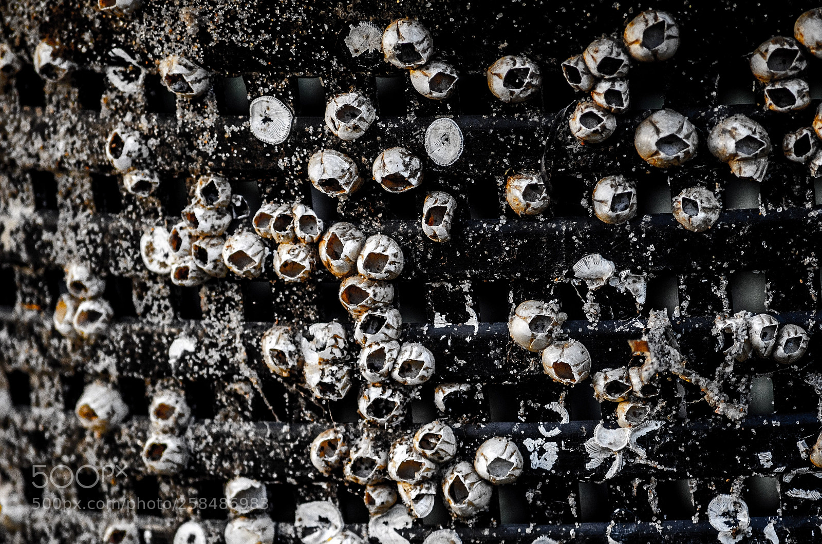 Nikon D7000 sample photo. Fishermans bucket - mussels photography